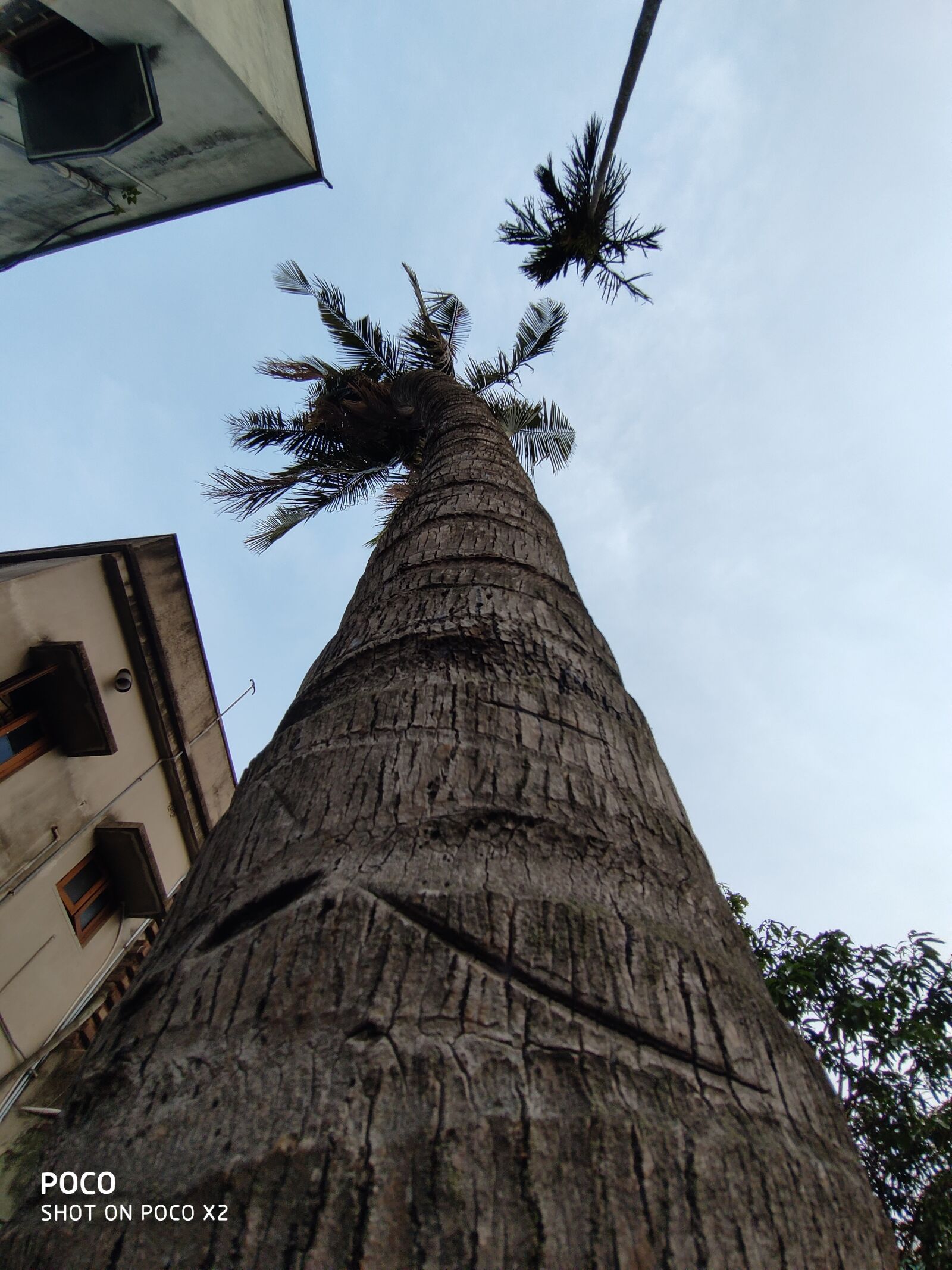 Xiaomi POCO X2 sample photo. Tree, coconut, nature photography