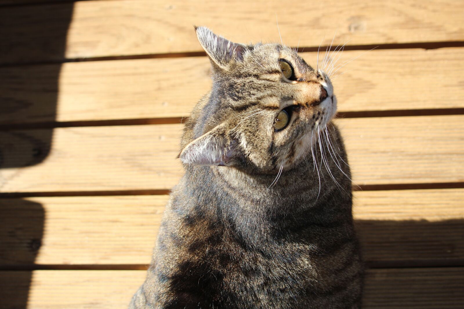 Canon EOS 100D (EOS Rebel SL1 / EOS Kiss X7) sample photo. Cat, domestic cat, moggie photography