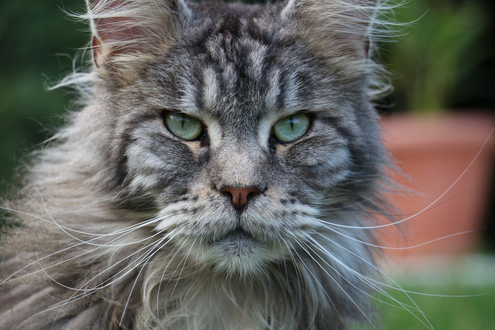 Canon EOS 100D (EOS Rebel SL1 / EOS Kiss X7) sample photo. Cat, animal, portrait photography