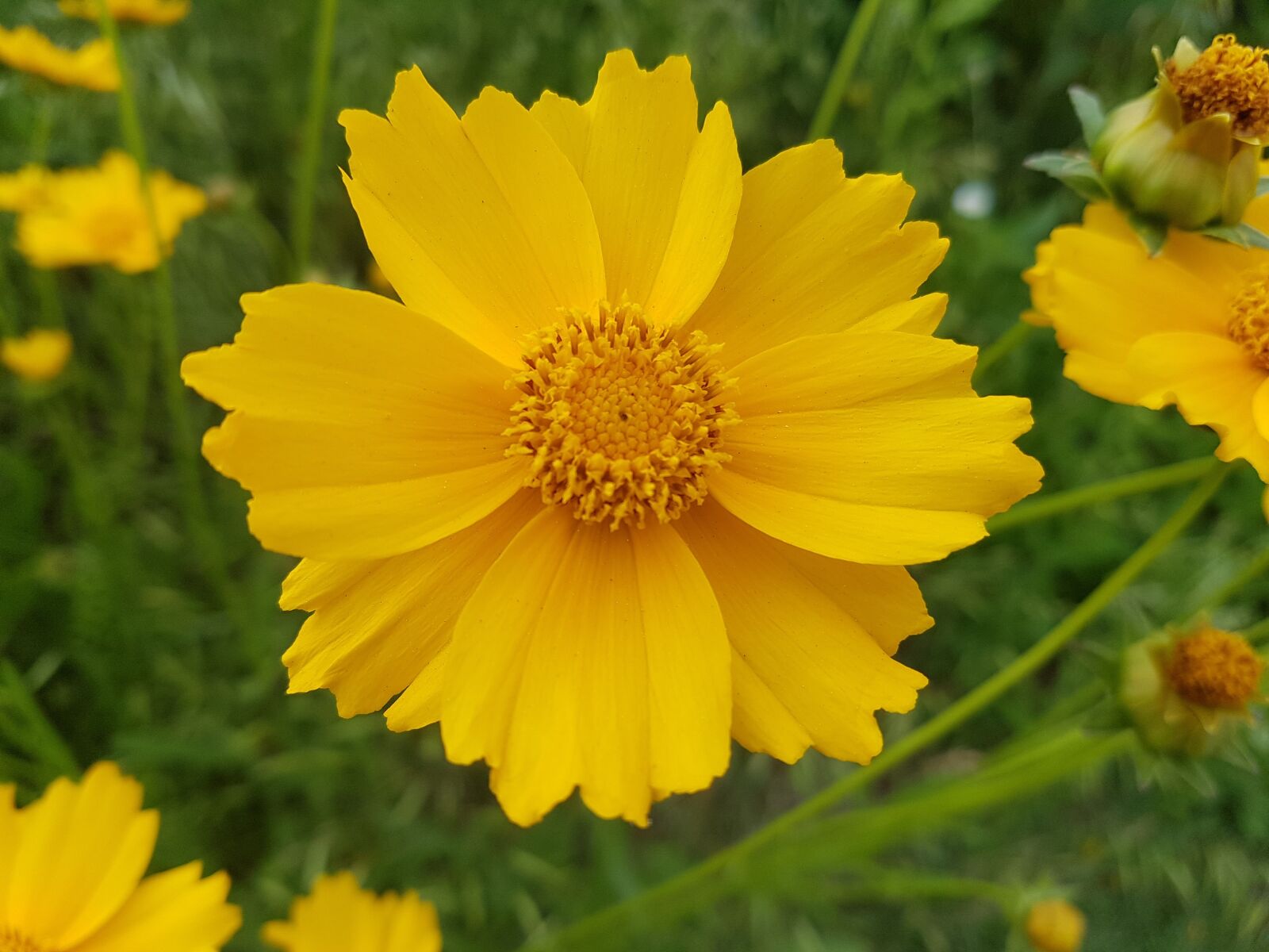 Samsung Galaxy S7 sample photo. Yellow flower, beautiful flowers photography