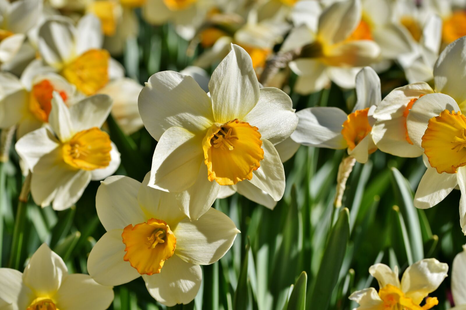 Nikon D7200 sample photo. Narcissus, blossom, bloom photography