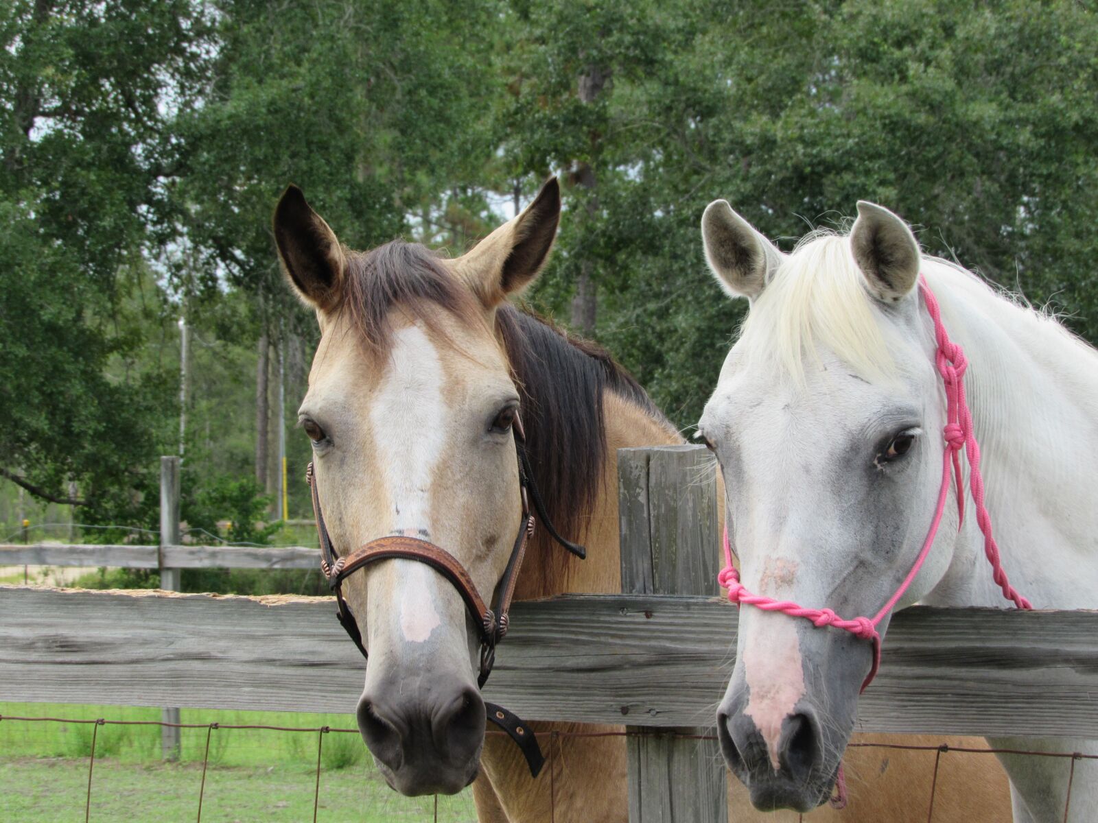 Canon PowerShot SX520 HS sample photo. Horses, white, tan photography
