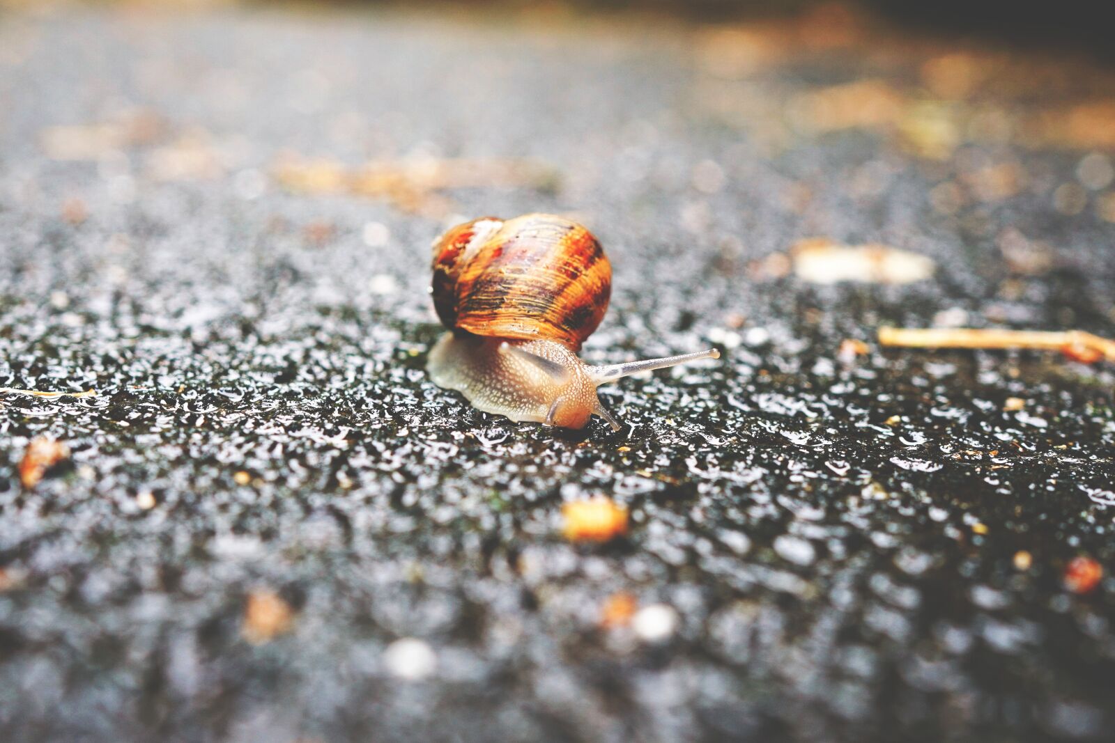 FE 35mm F0 ZA sample photo. Animal, gastropod, mollusk photography