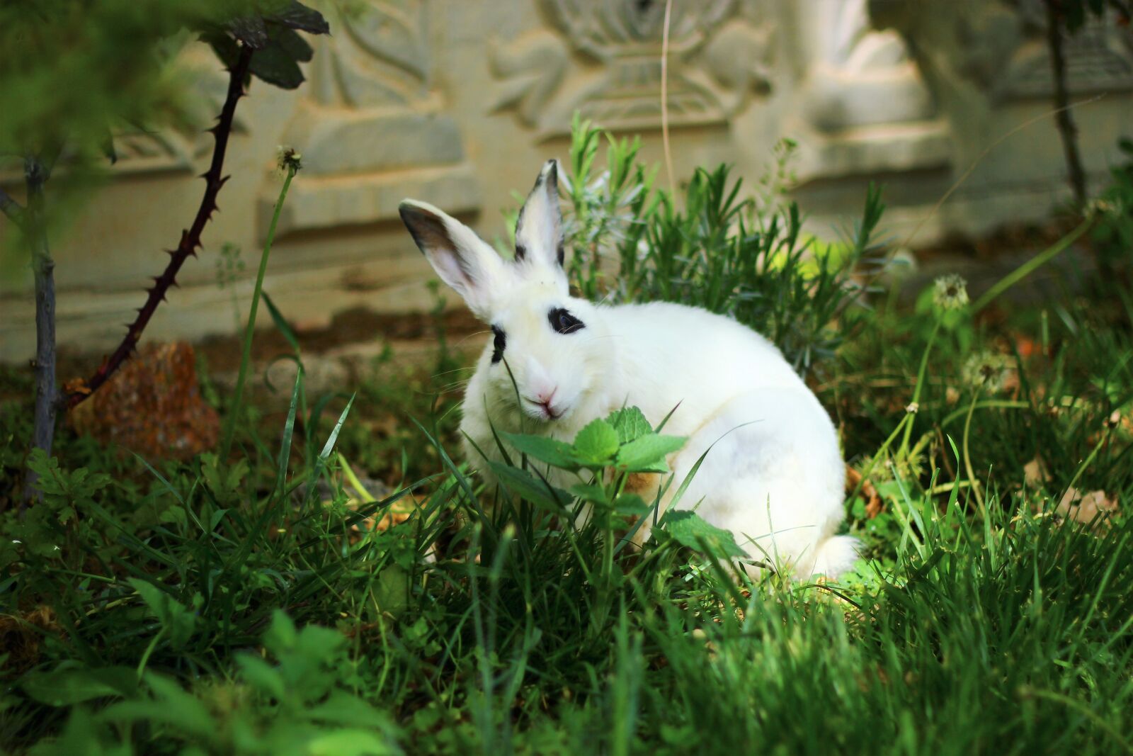 Canon EOS 600D (Rebel EOS T3i / EOS Kiss X5) + Canon EF 50mm F1.8 II sample photo. Rabbit, grass, nature photography