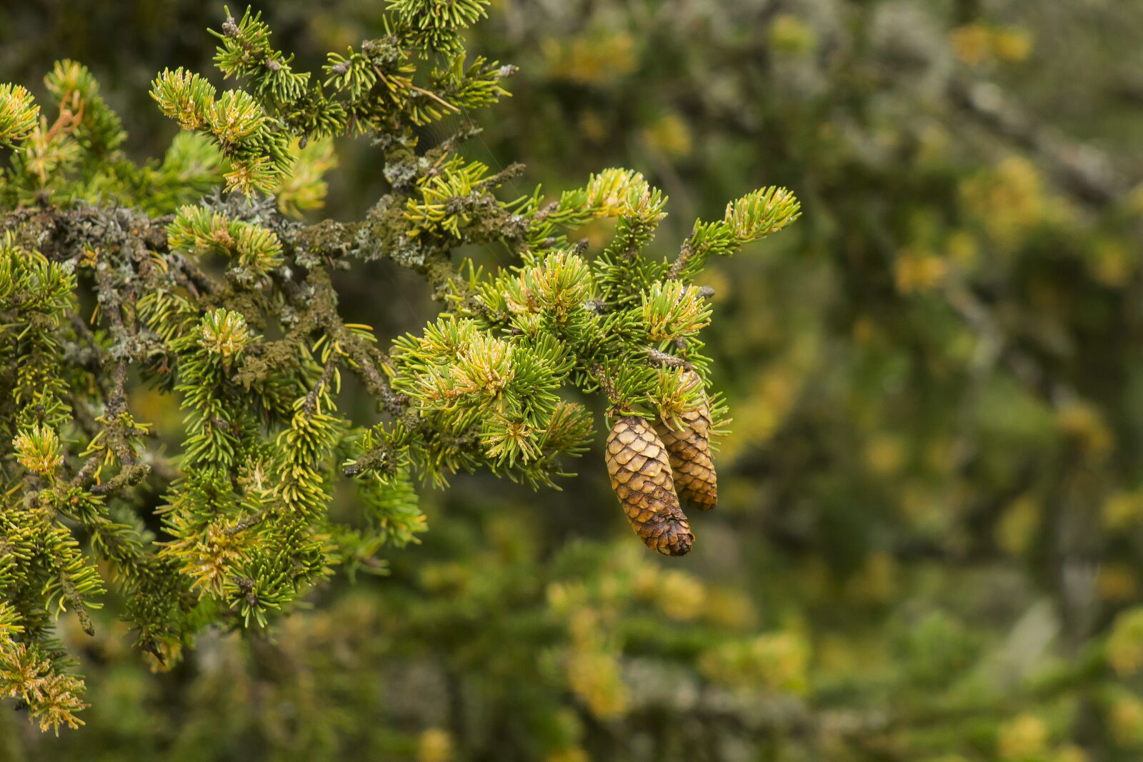 Canon EF75-300mm f/4-5.6 sample photo. Pine, cone, z zm photography