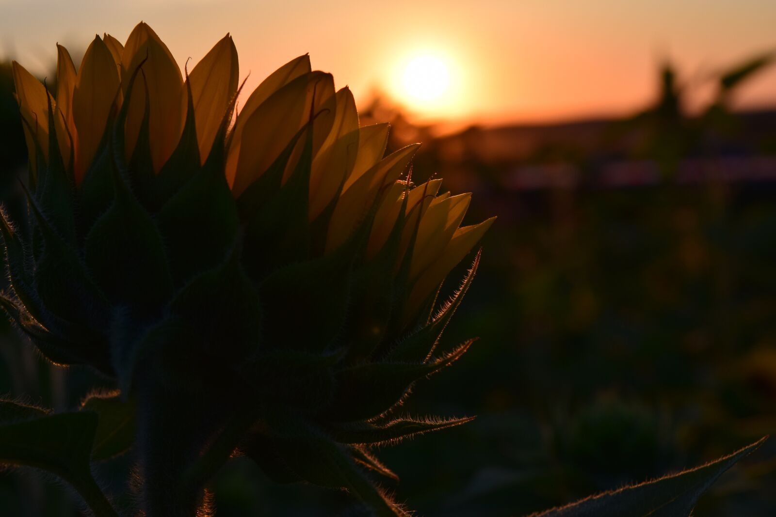 Nikon D3300 sample photo. Sunset, sunflower, backlighting photography