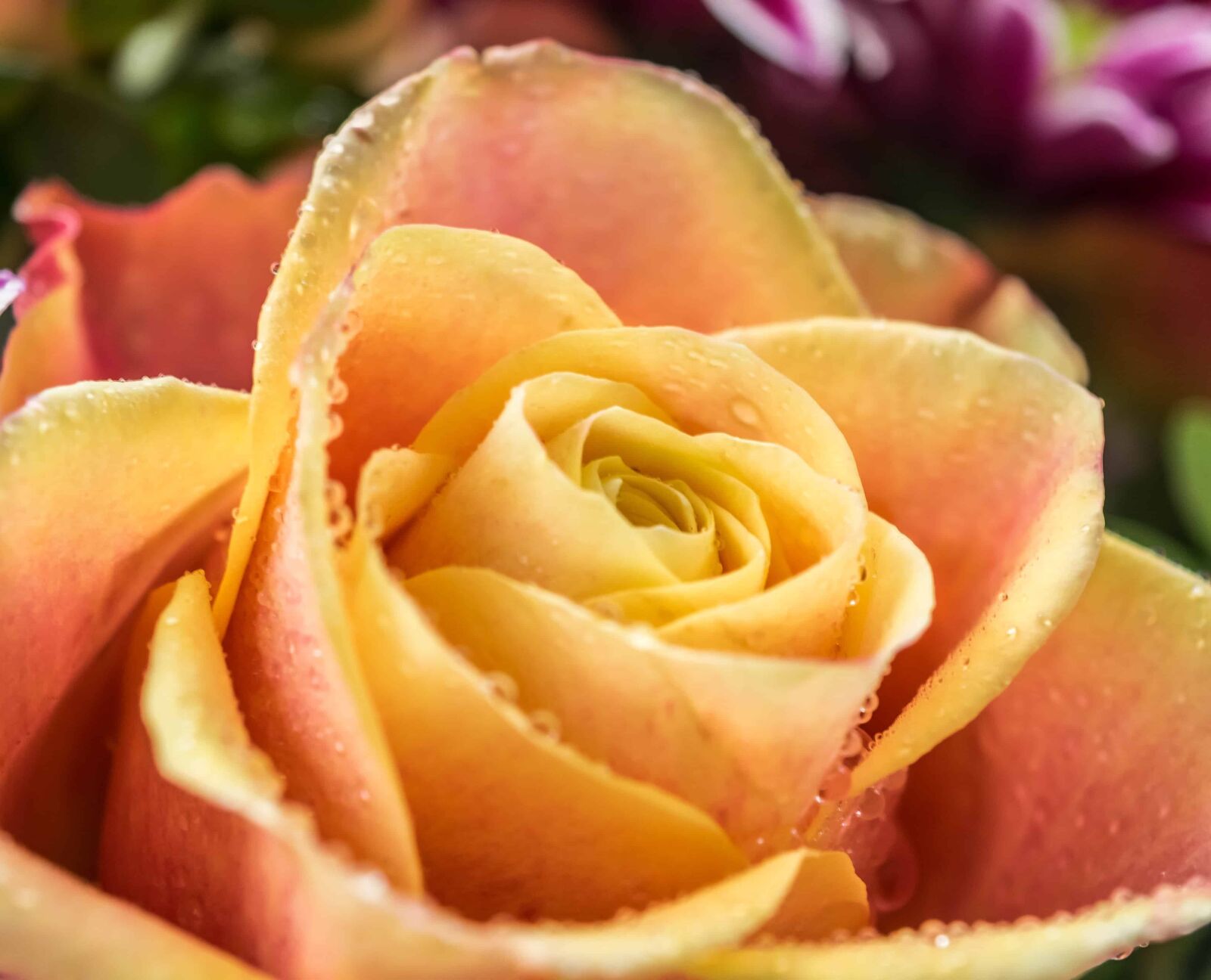 Nikon D3300 sample photo. Rose, petal, flower, plant photography