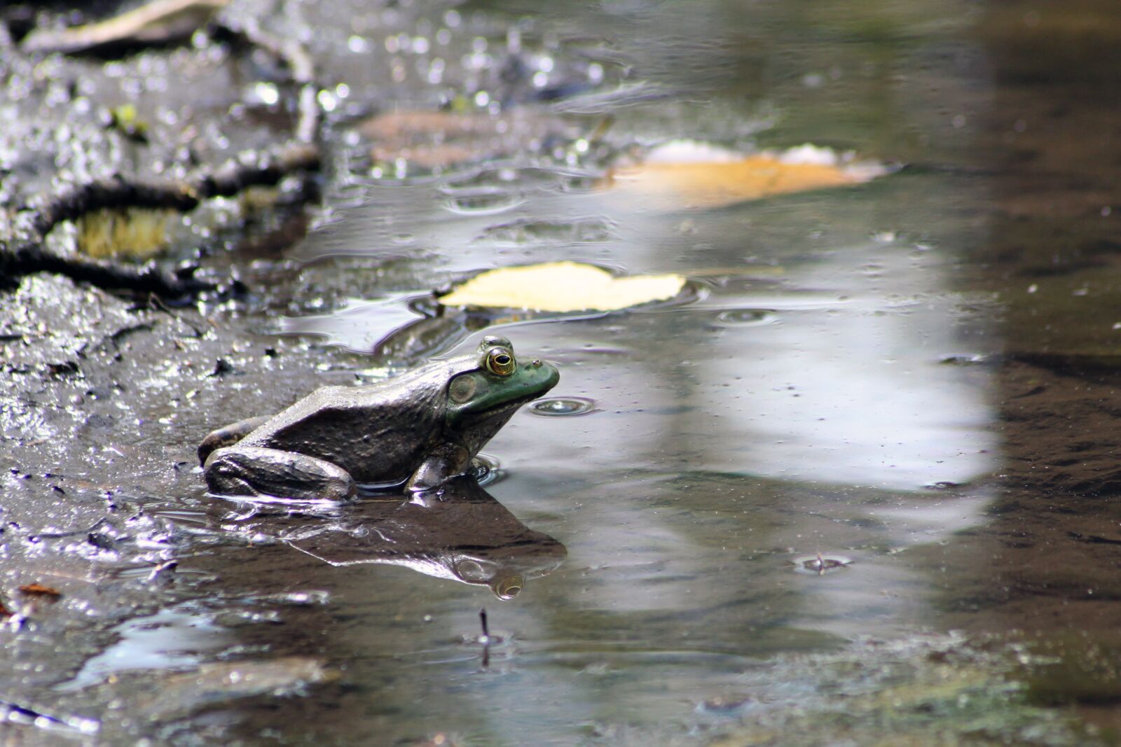 Canon EOS 500D (EOS Rebel T1i / EOS Kiss X3) sample photo. Frog, toad, marsh photography