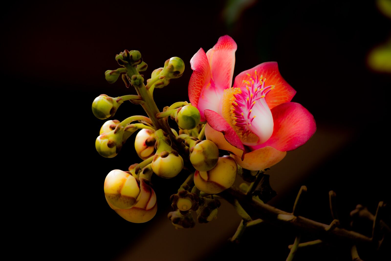 Nikon D5200 sample photo. Flower, couroupita guianensis, nature photography