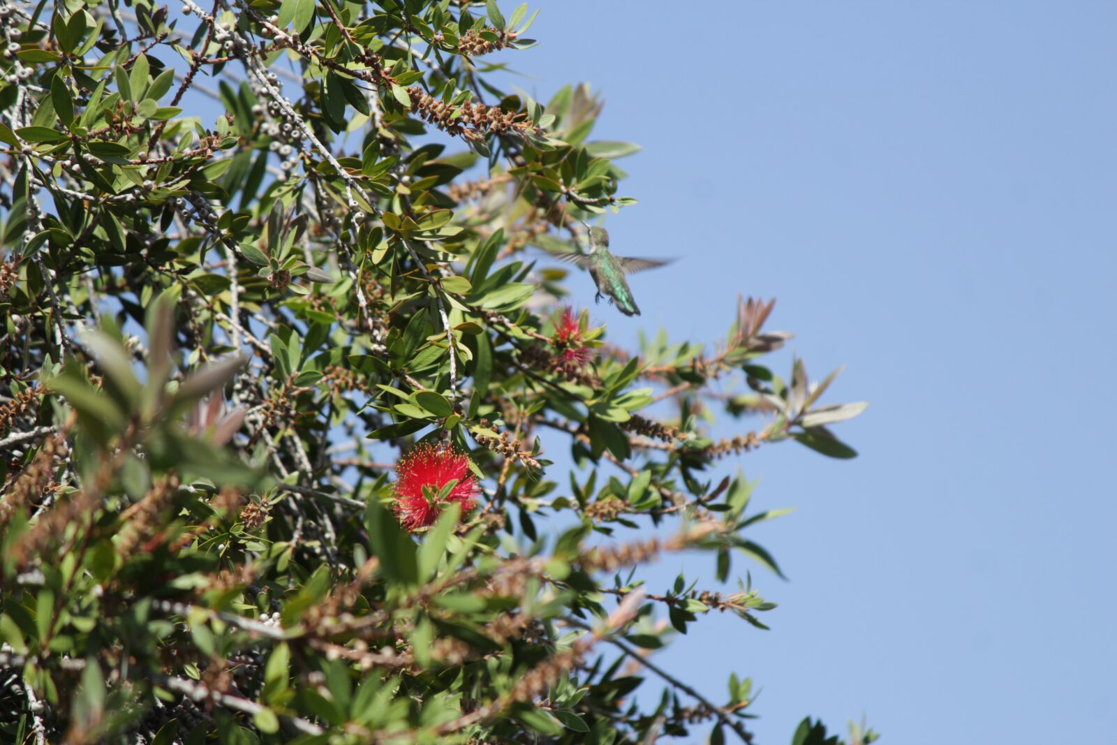 Canon EOS 1300D (EOS Rebel T6 / EOS Kiss X80) + Canon EF-S 55-250mm F4-5.6 IS II sample photo. Humming, bird, bottle brush photography