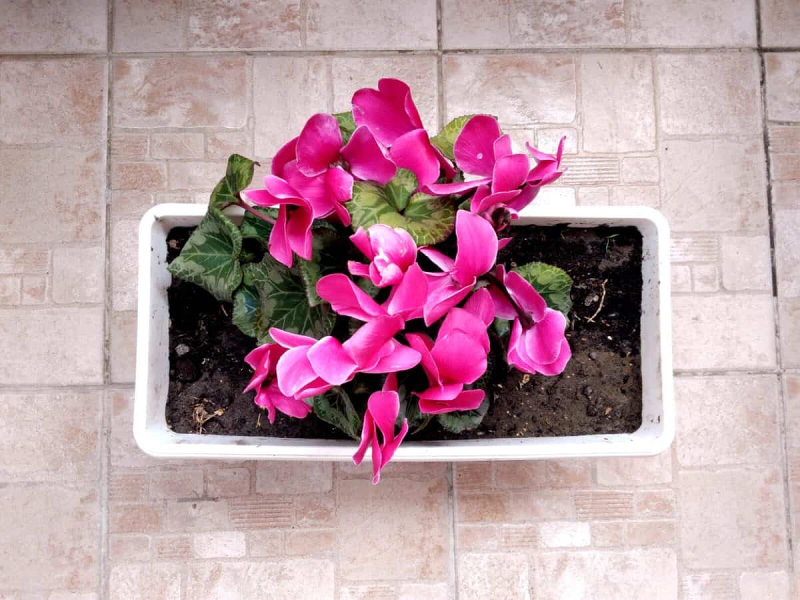 Lenovo S60-A sample photo. Purple flower, arrangement, pink photography