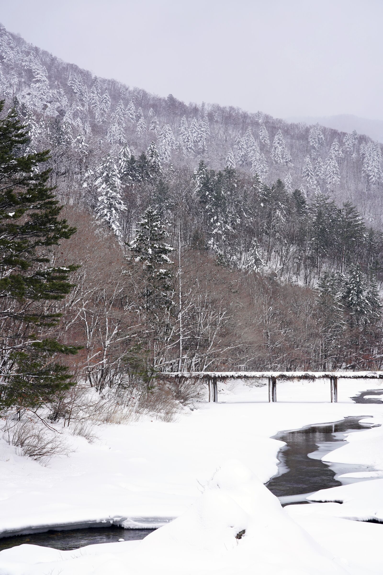 Sony FE 24-105mm F4 G OSS sample photo. Snow, winter, pine photography