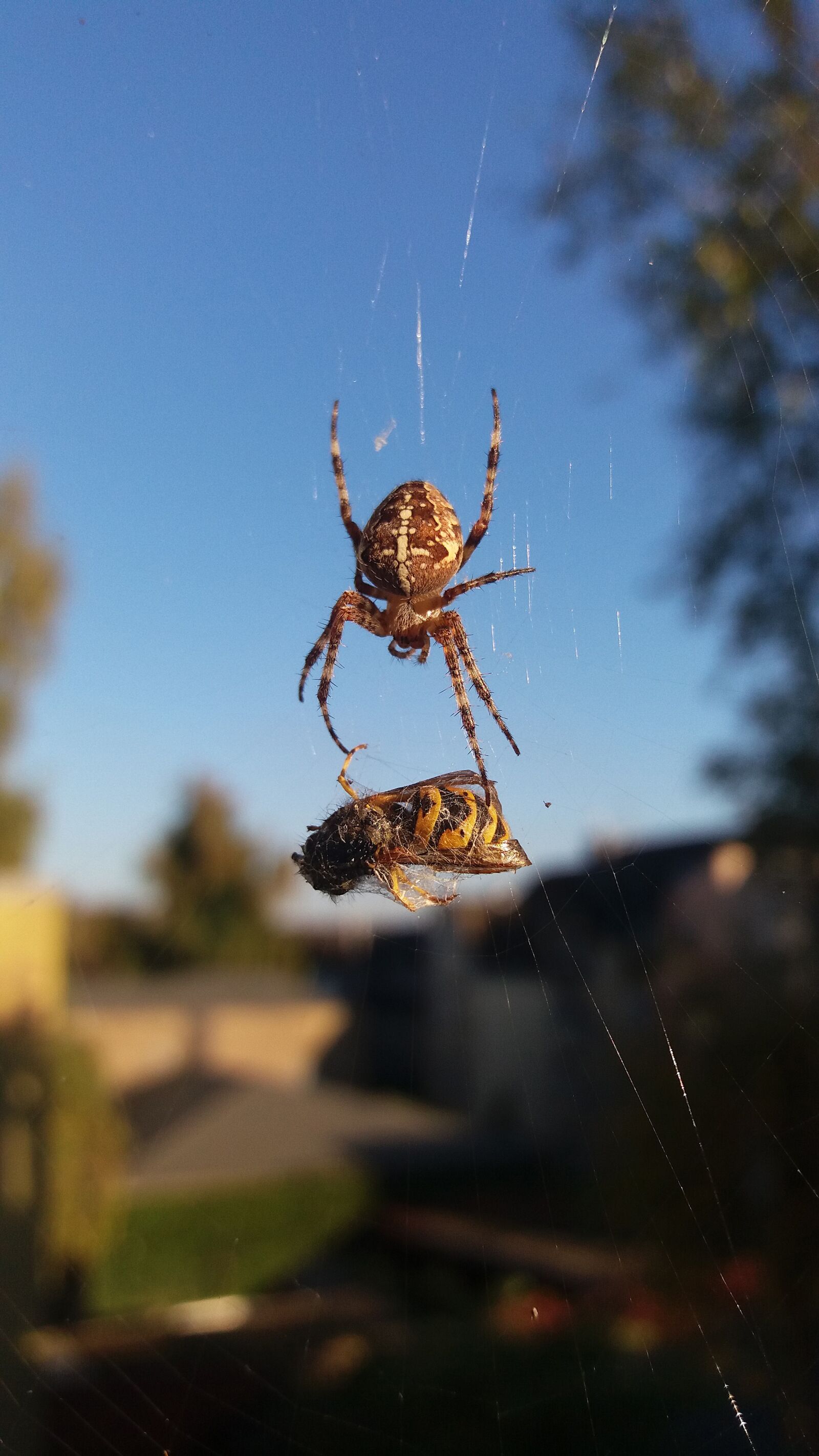 Samsung Galaxy J5 sample photo. Wasp, spider, cobweb photography