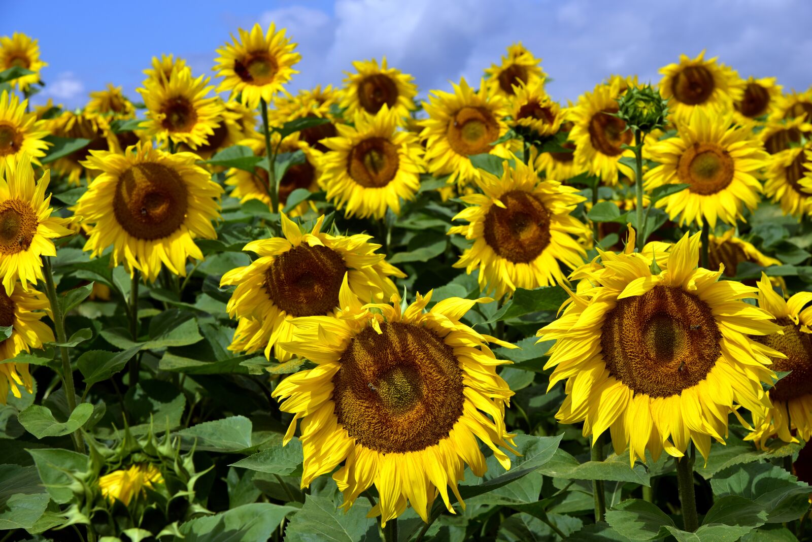 Nikon D750 sample photo. Sunflower, sunflower field, nature photography