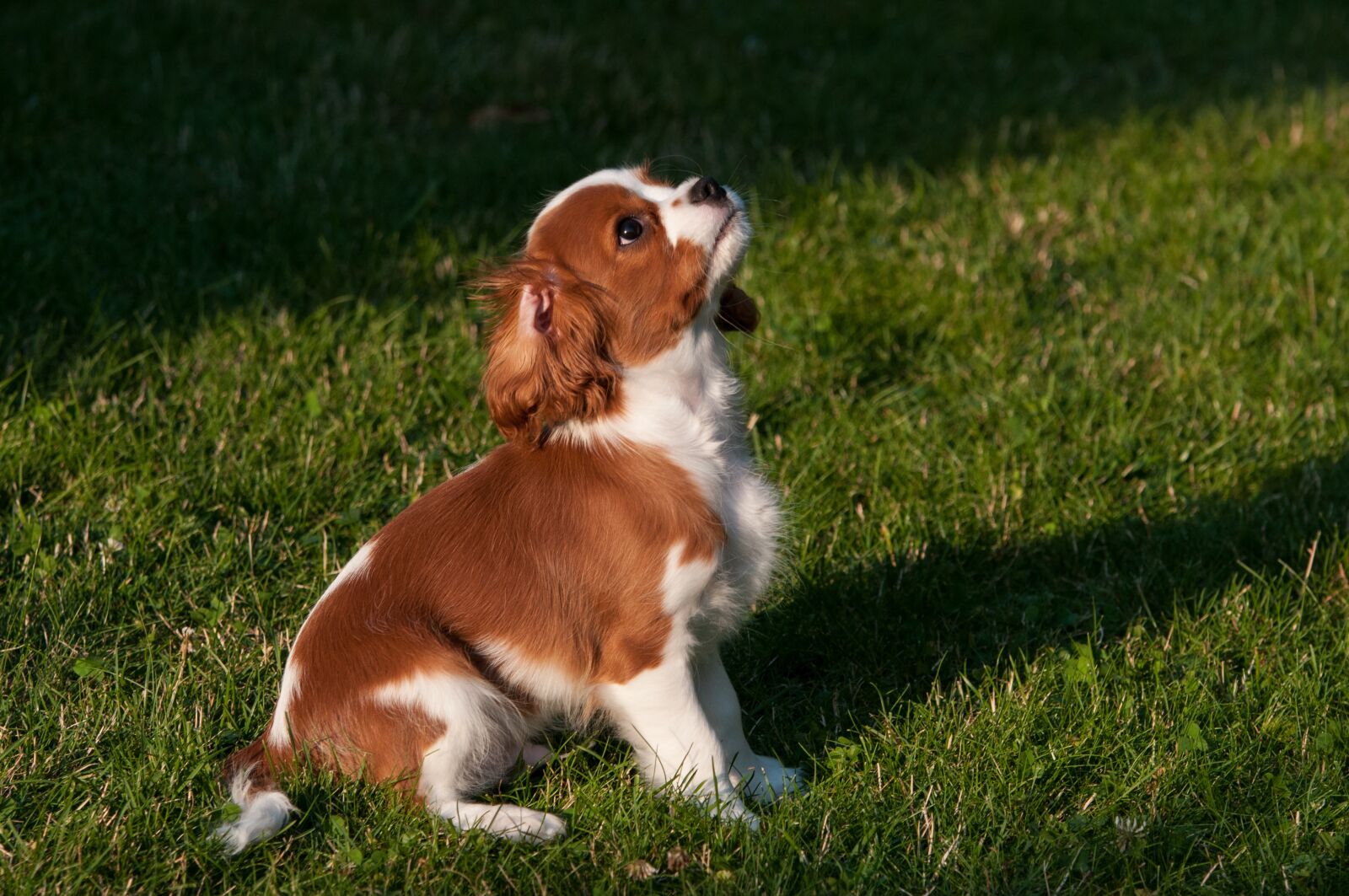 Nikon D300 sample photo. Dog, puppy, light photography