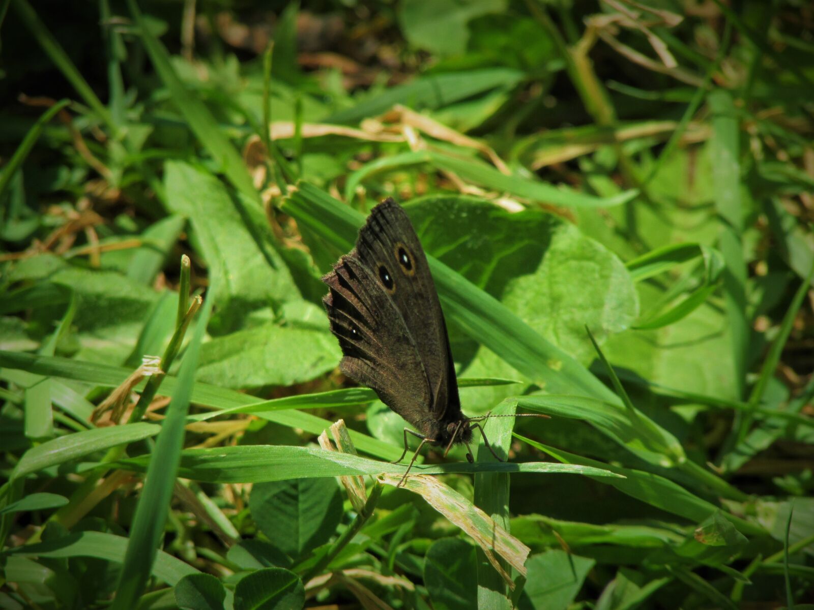 Canon PowerShot SX500 IS sample photo. Butterfly, wood, nymph photography