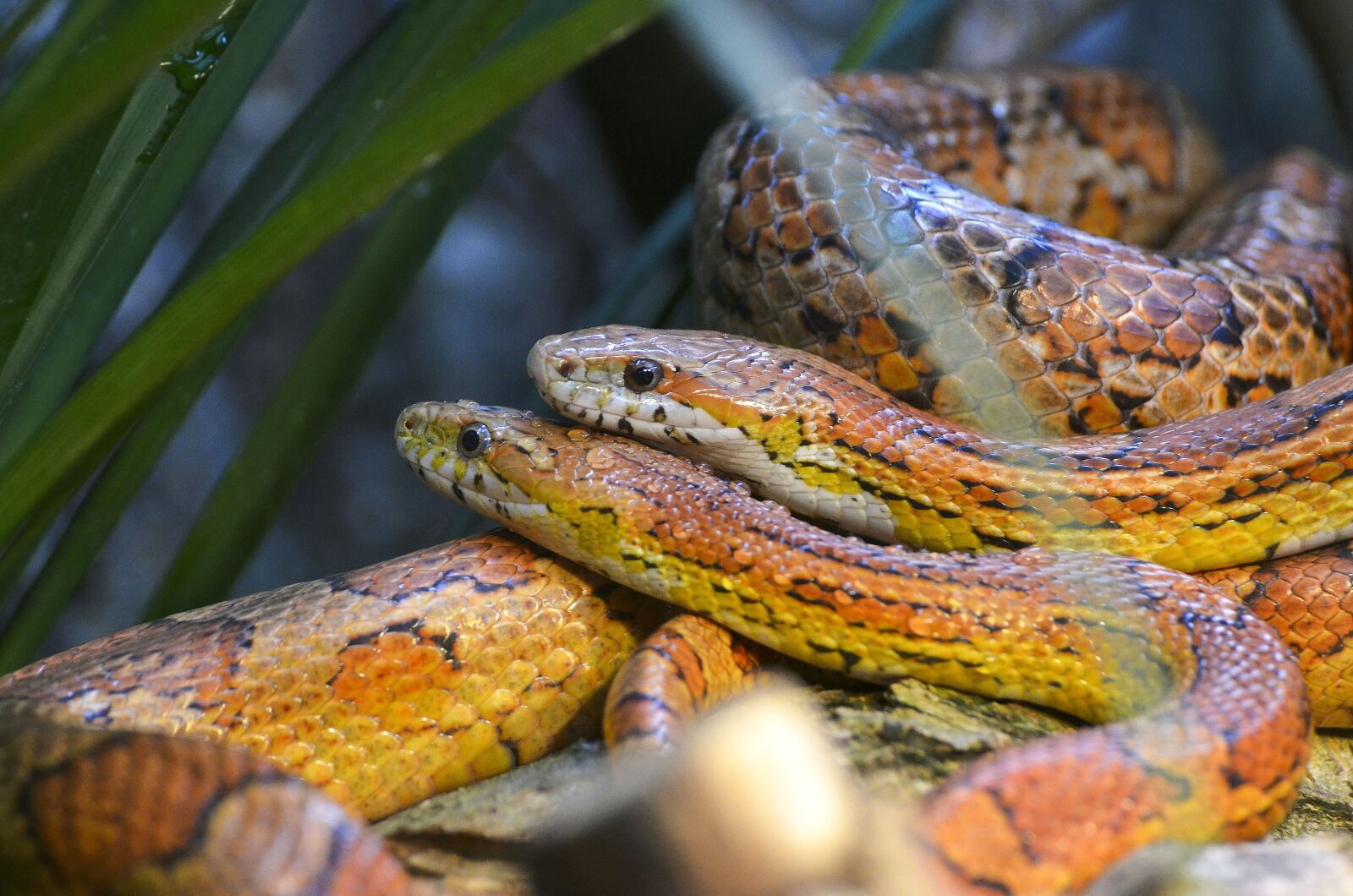 Nikon D7000 sample photo. Corn snake, couple, snake photography
