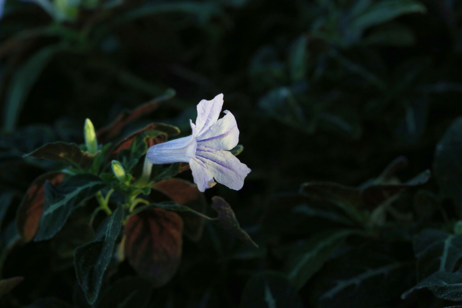 Canon EF 100mm F2.8L Macro IS USM sample photo. Flowers, nature, plants photography