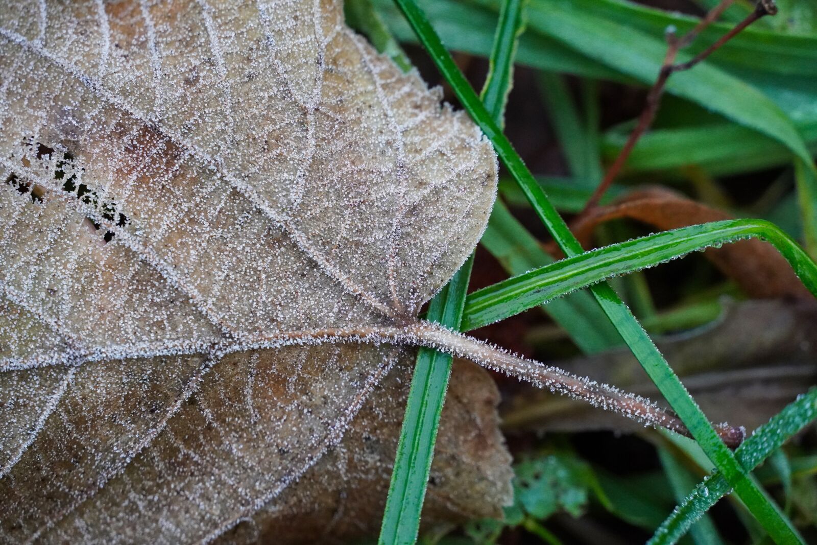 Sony a6400 sample photo. Morning, frost, frosty photography