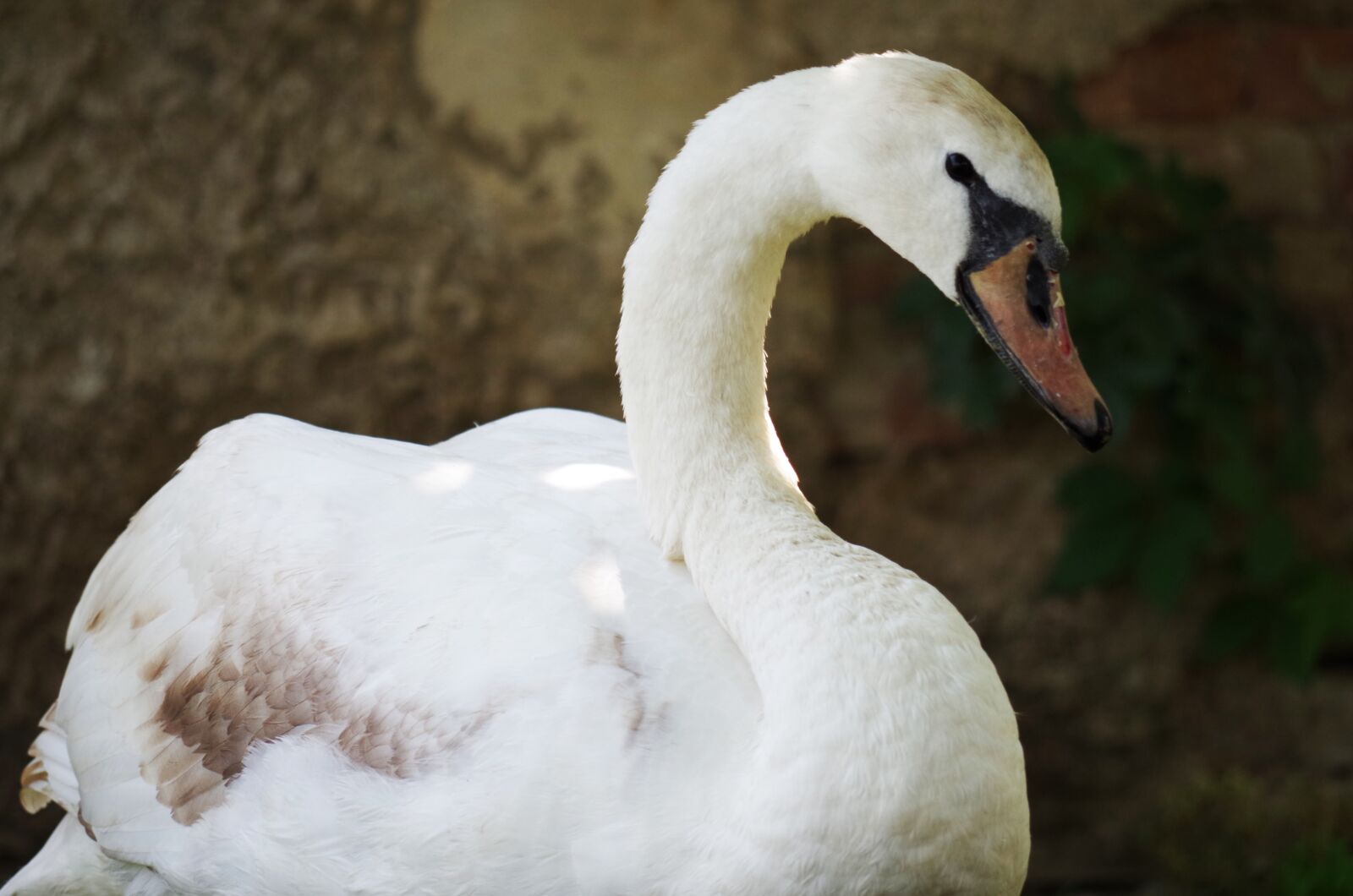 Pentax K-500 sample photo. Swan, bird, white photography