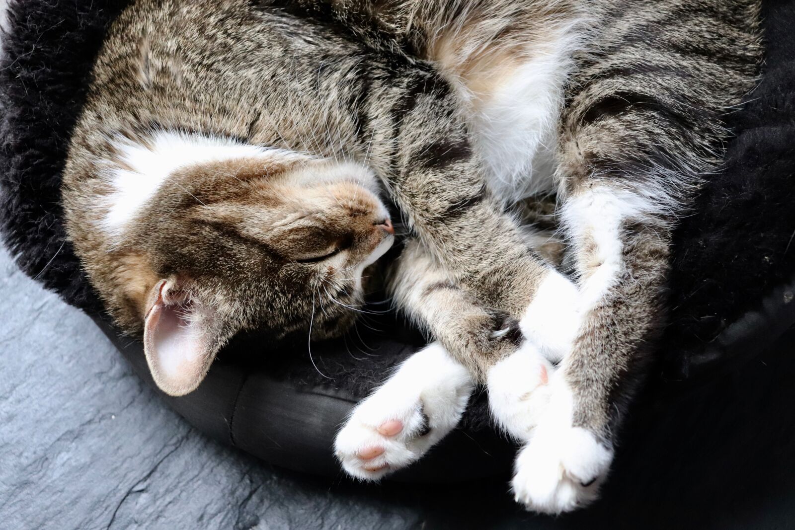 Canon EOS 800D (EOS Rebel T7i / EOS Kiss X9i) sample photo. Cat, paws, basket photography