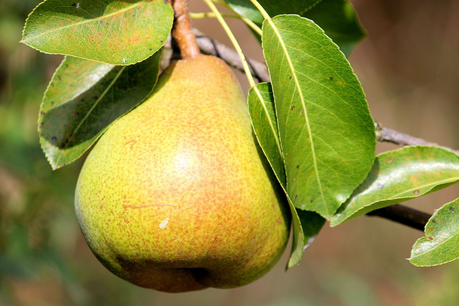 Canon EF-S 55-250mm F4-5.6 IS II sample photo. Pear, leaves, fruit photography