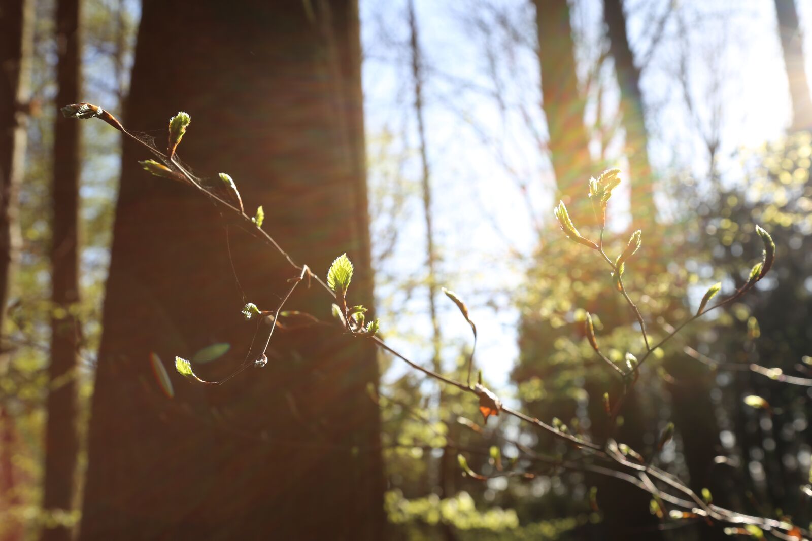 Canon EOS 6D + Canon EF 24-105mm F4L IS USM sample photo. Nature, forest, trees photography