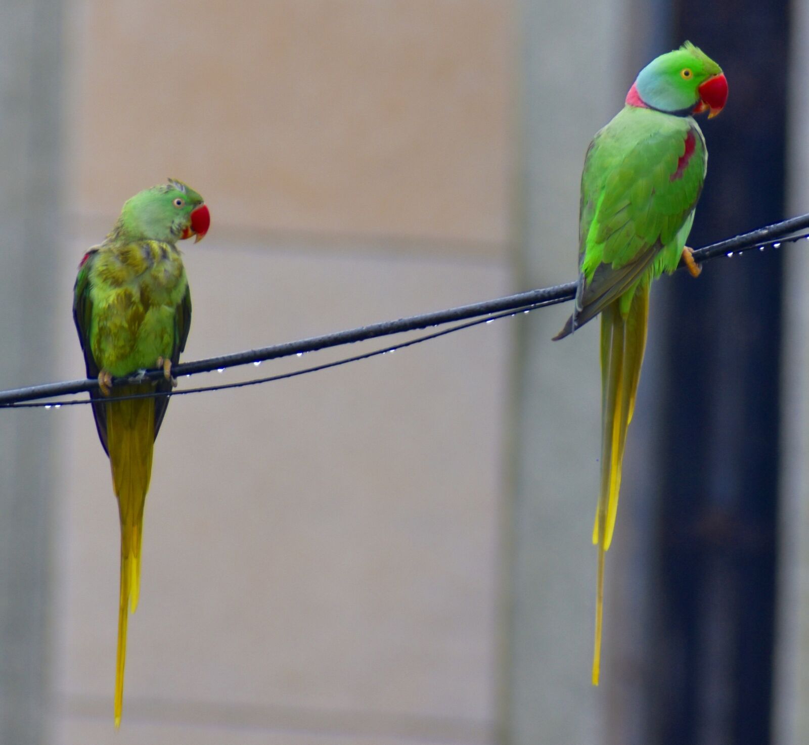 Nikon D5600 sample photo. Two parrots, parakeets, drizzling photography