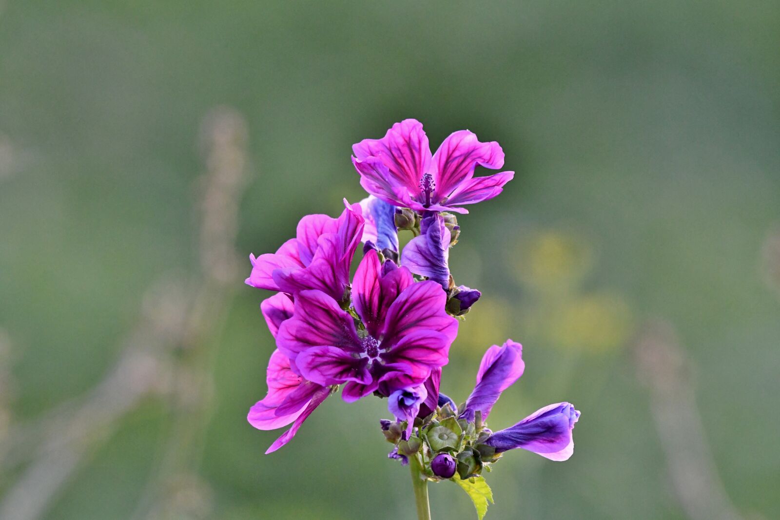 Nikon D500 sample photo. Flower, a large mallow photography
