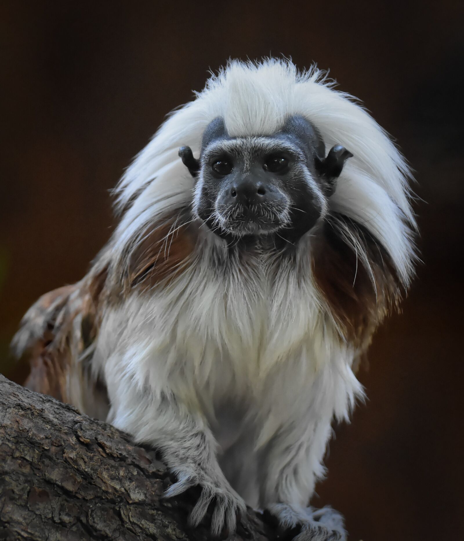 Nikon D7200 sample photo. Monkey, animal, animal photography photography