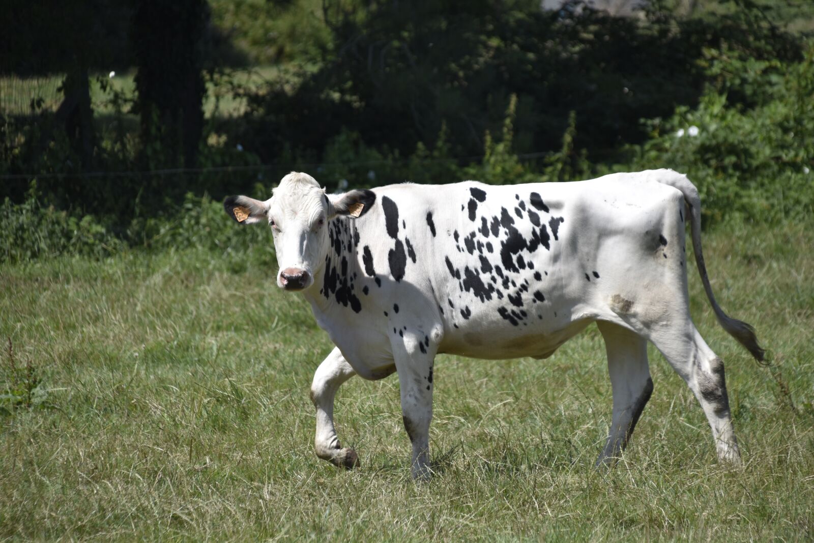 Nikon D5600 sample photo. Cow, dairy cow, dress photography