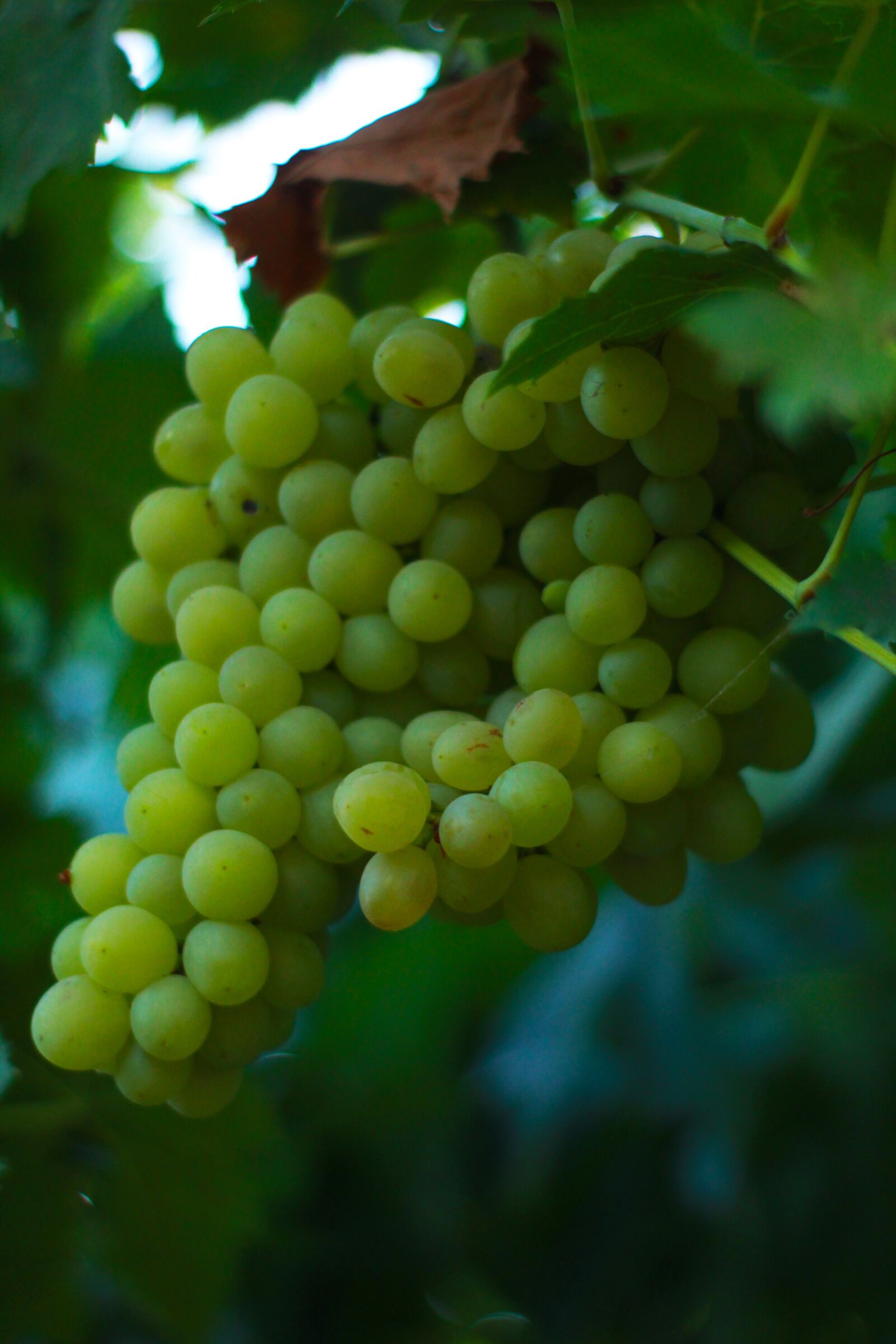 Canon EOS 1200D (EOS Rebel T5 / EOS Kiss X70 / EOS Hi) sample photo. Grapes, berry, healthy photography