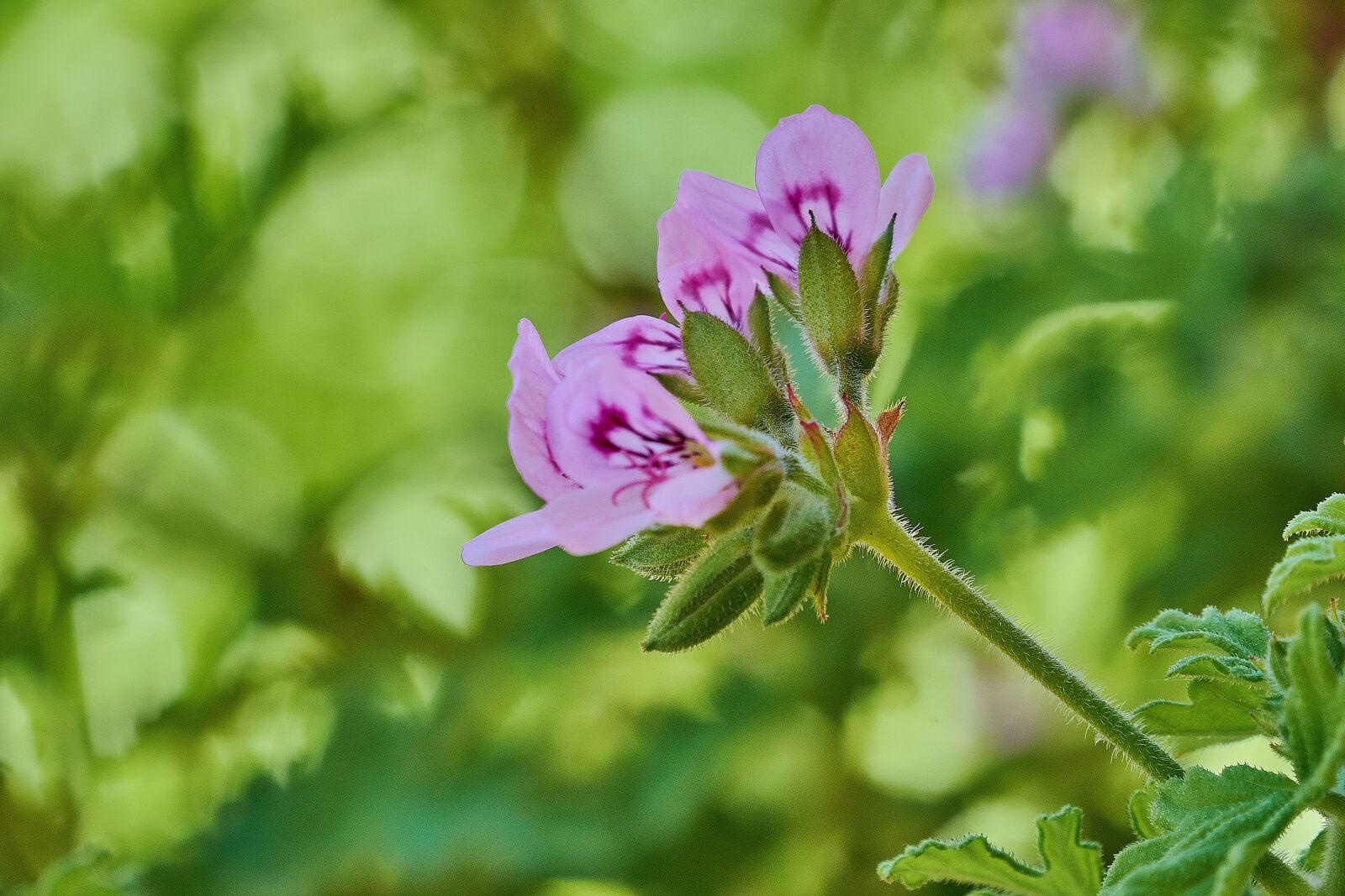 Nikon D7200 sample photo. Geranium lemon, flowering, petals photography