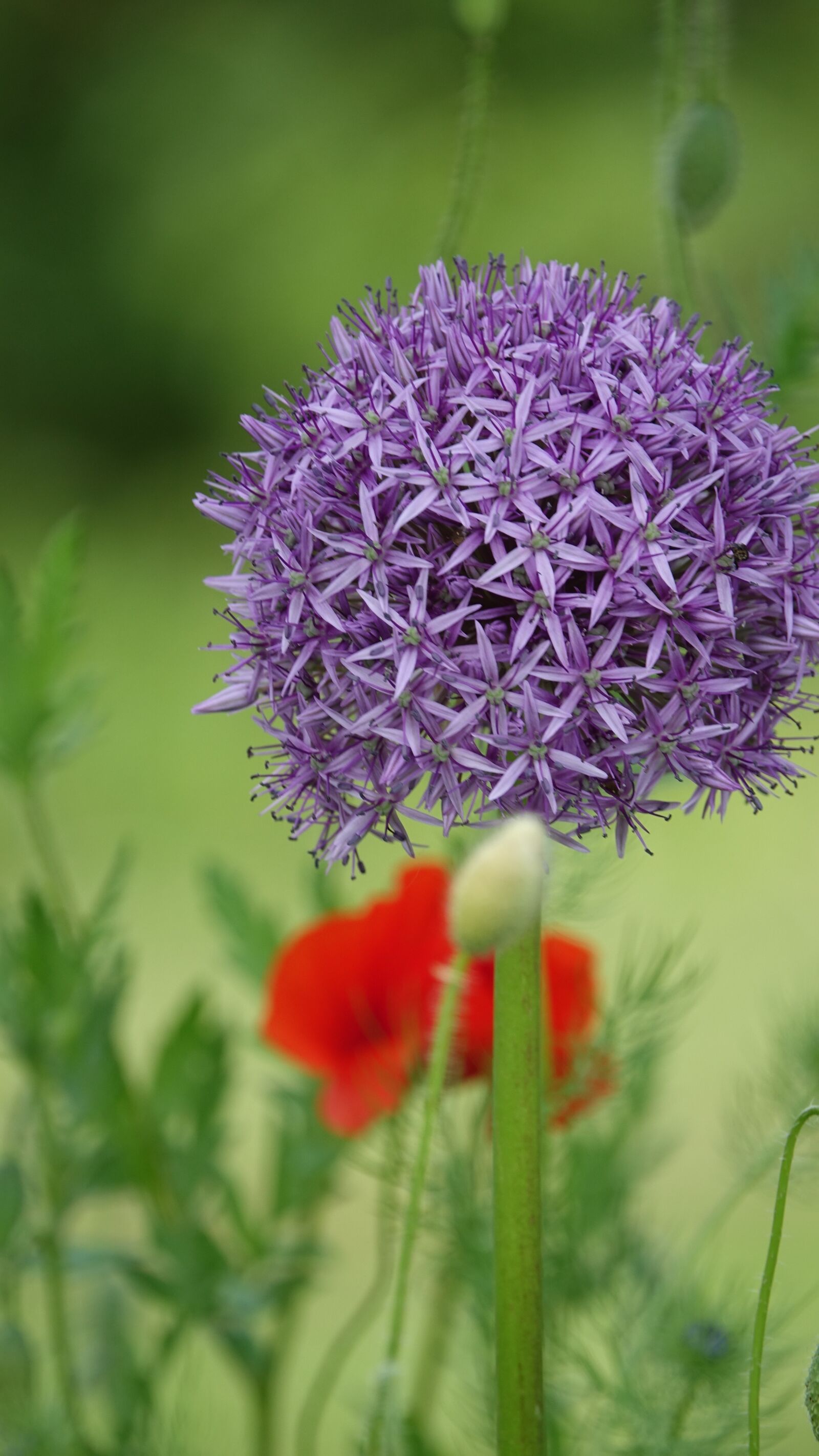 Sony Cyber-shot DSC-RX10 III sample photo. Flower of garlic, nature photography