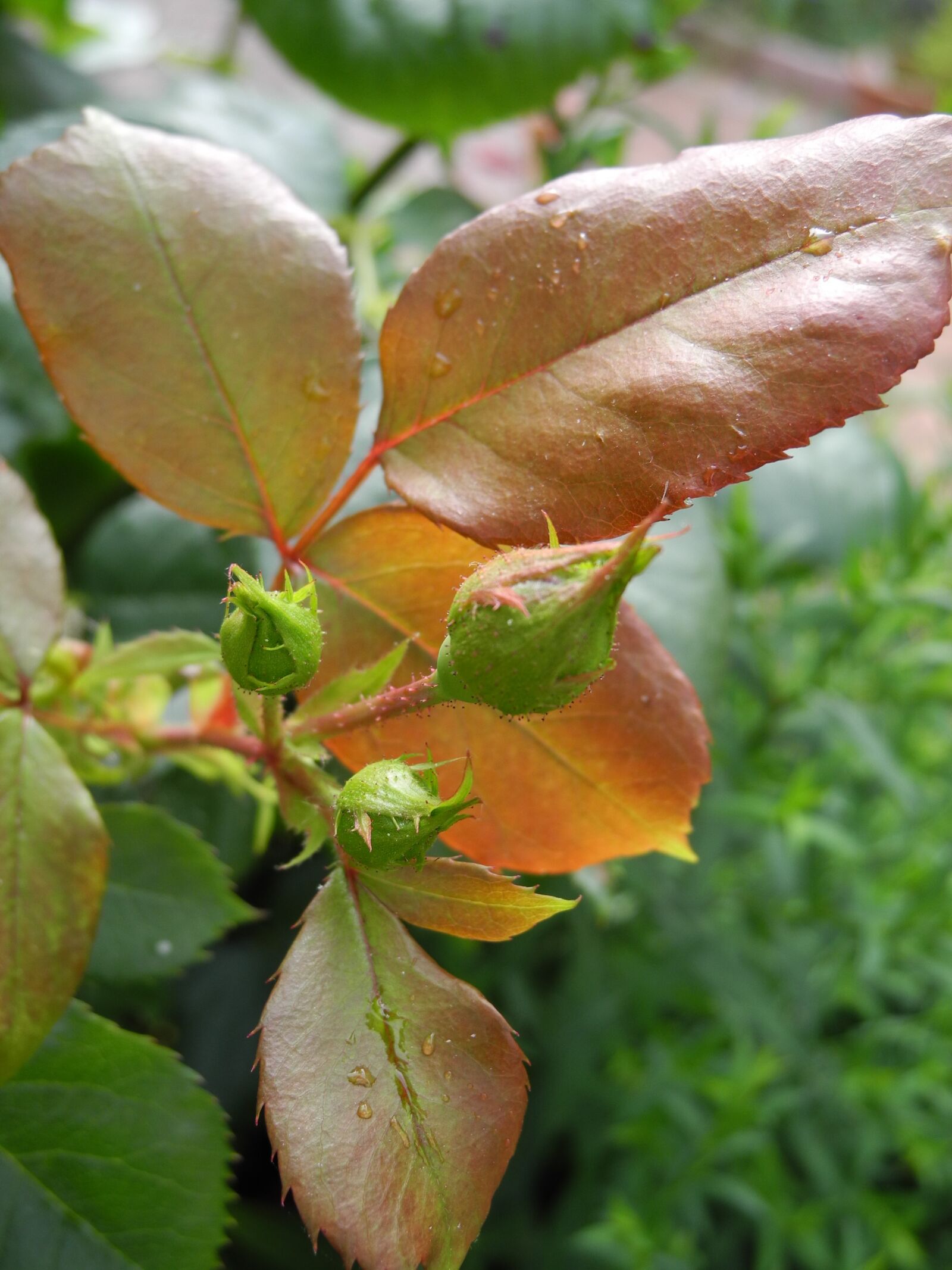 Nikon Coolpix P7000 sample photo. Pink, buds, bright colors photography