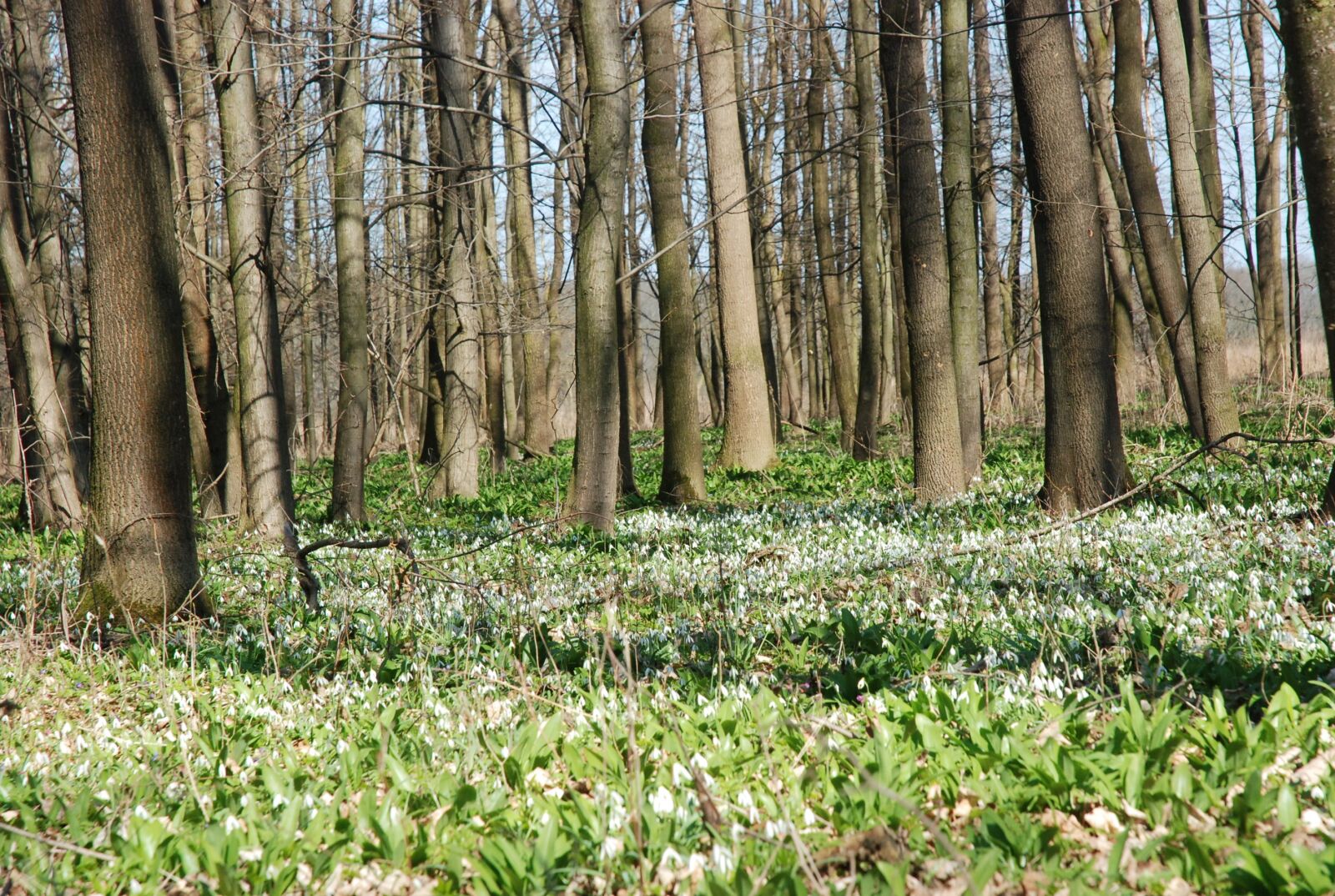 Nikon D80 sample photo. Spring aspect, floodplain forest photography