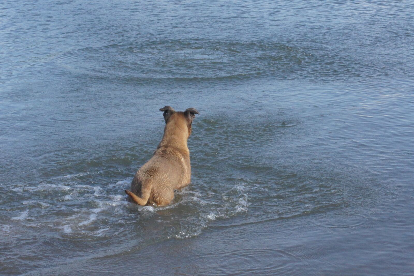 Sony Alpha DSLR-A500 sample photo. Dog, water, fetch photography