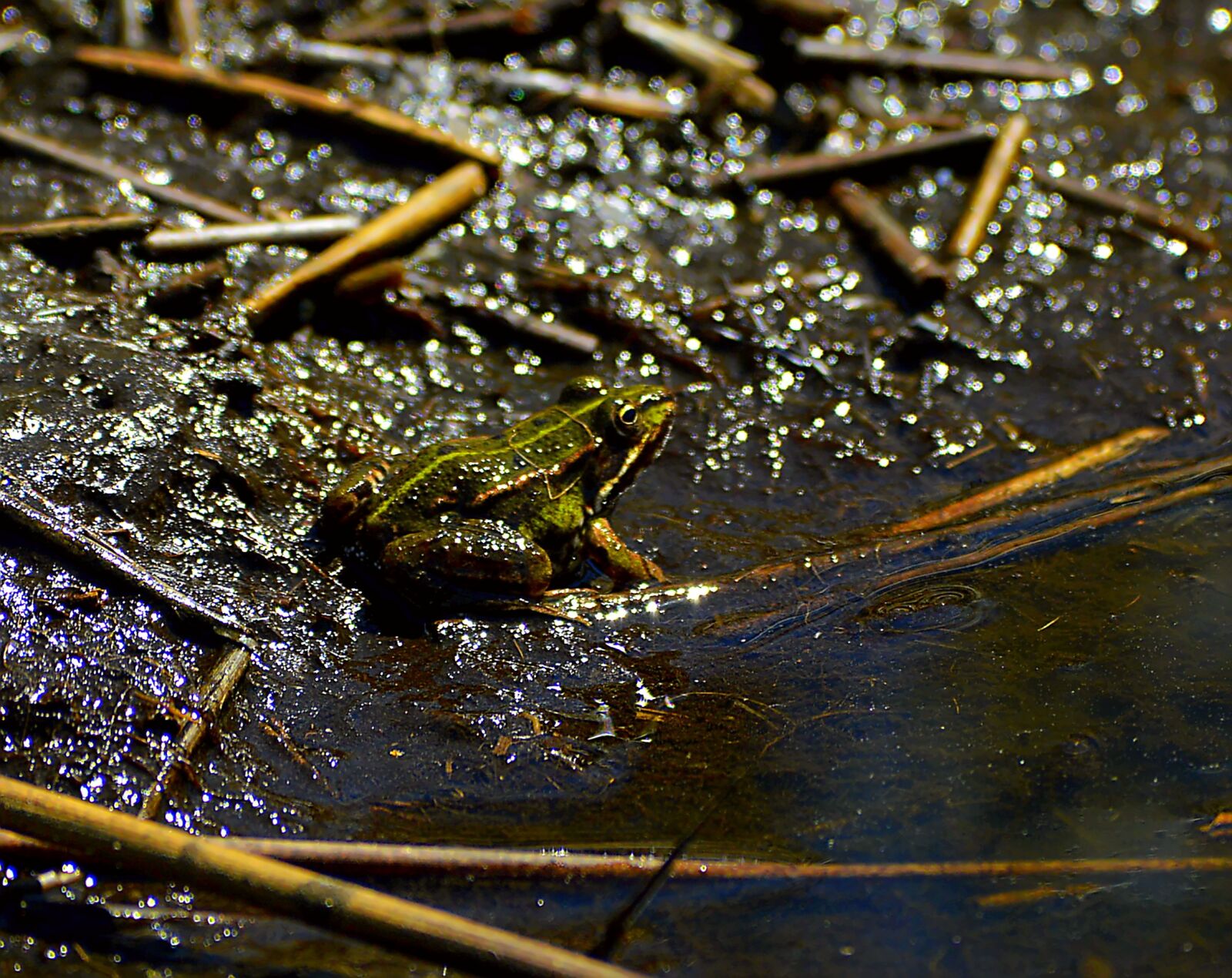 Nikon D3200 sample photo. Frog, dark, twilight photography