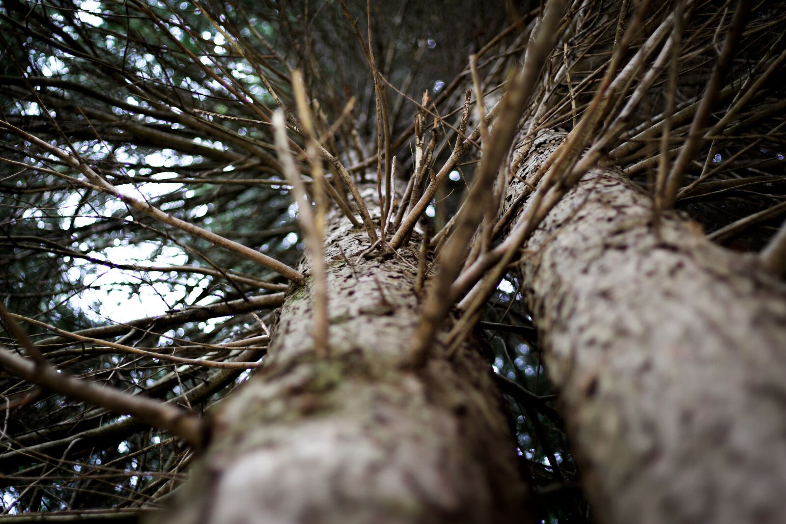 Canon EOS 100D (EOS Rebel SL1 / EOS Kiss X7) + Canon EF 50mm F1.8 STM sample photo. Tree, nature, branch photography