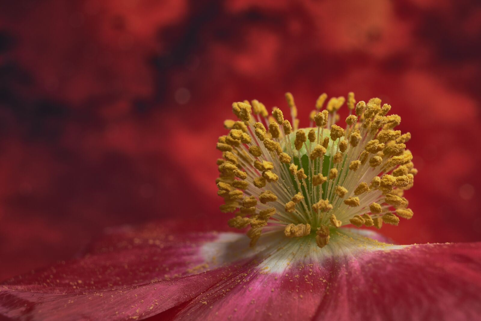 Nikon D5500 sample photo. Closeup, blossom, bloom photography