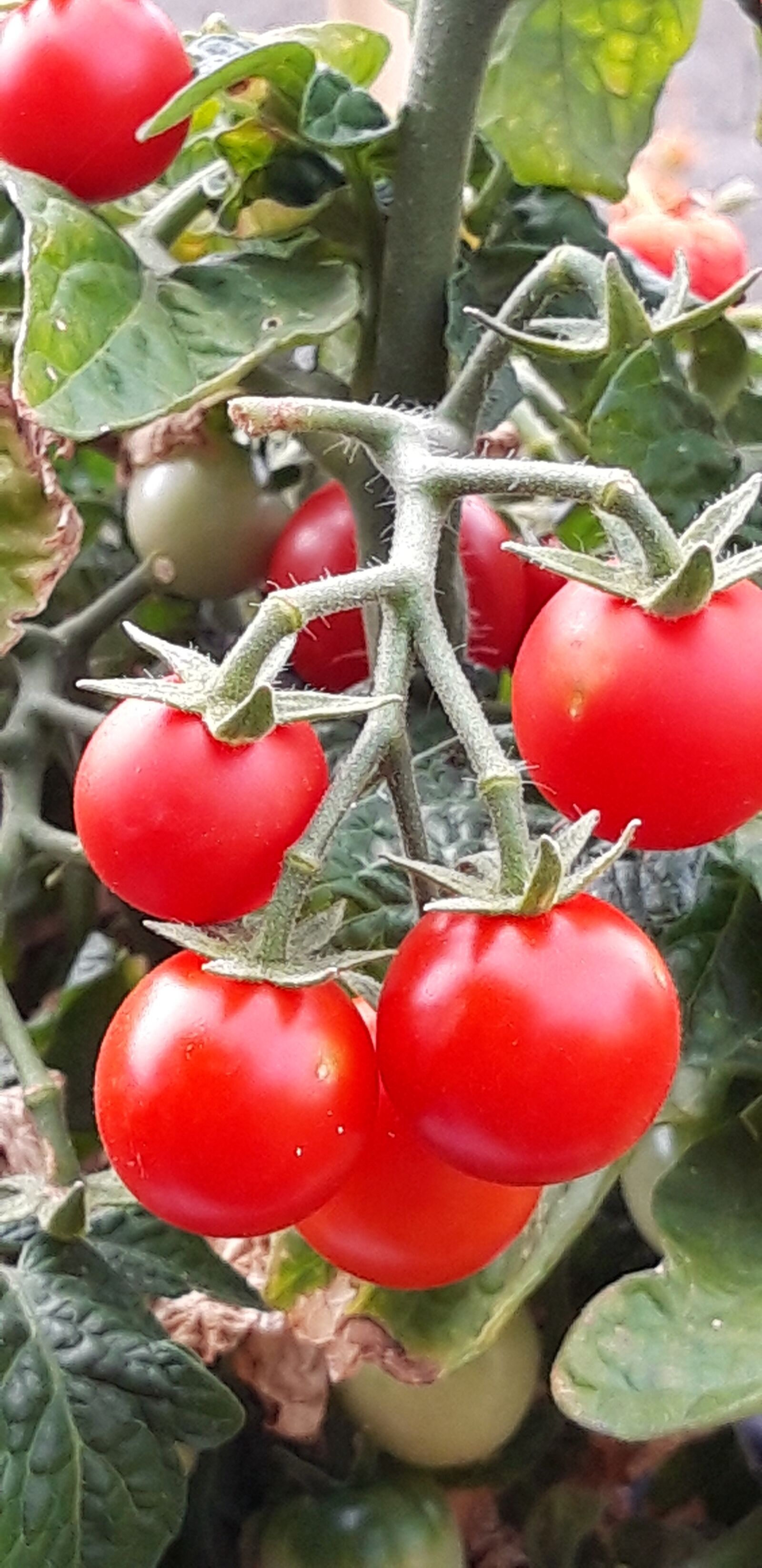 Samsung Galaxy A6 sample photo. Garden, tomato, cherry photography