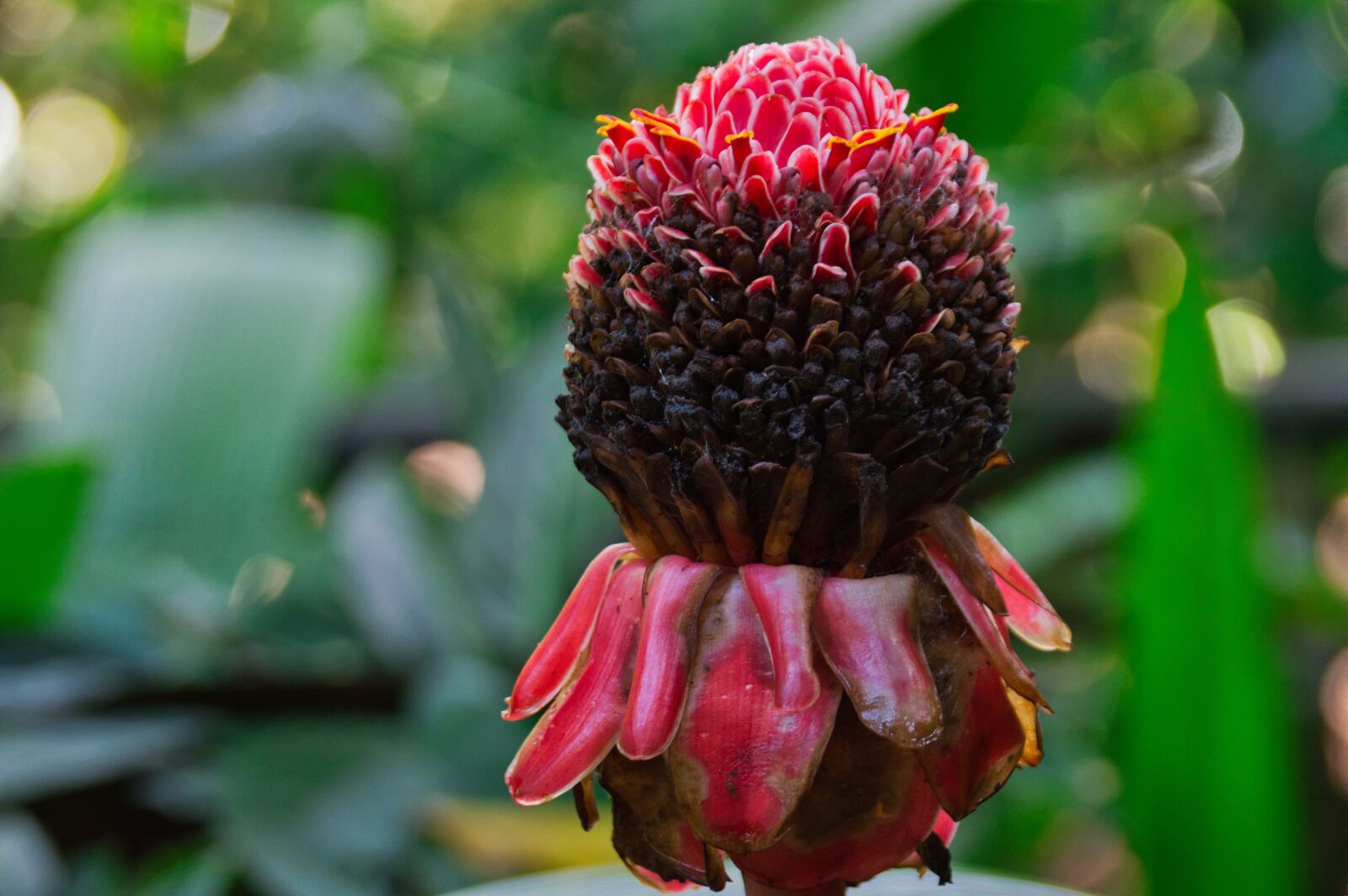 Nikon D3200 sample photo. Costa rica, flower, nature photography
