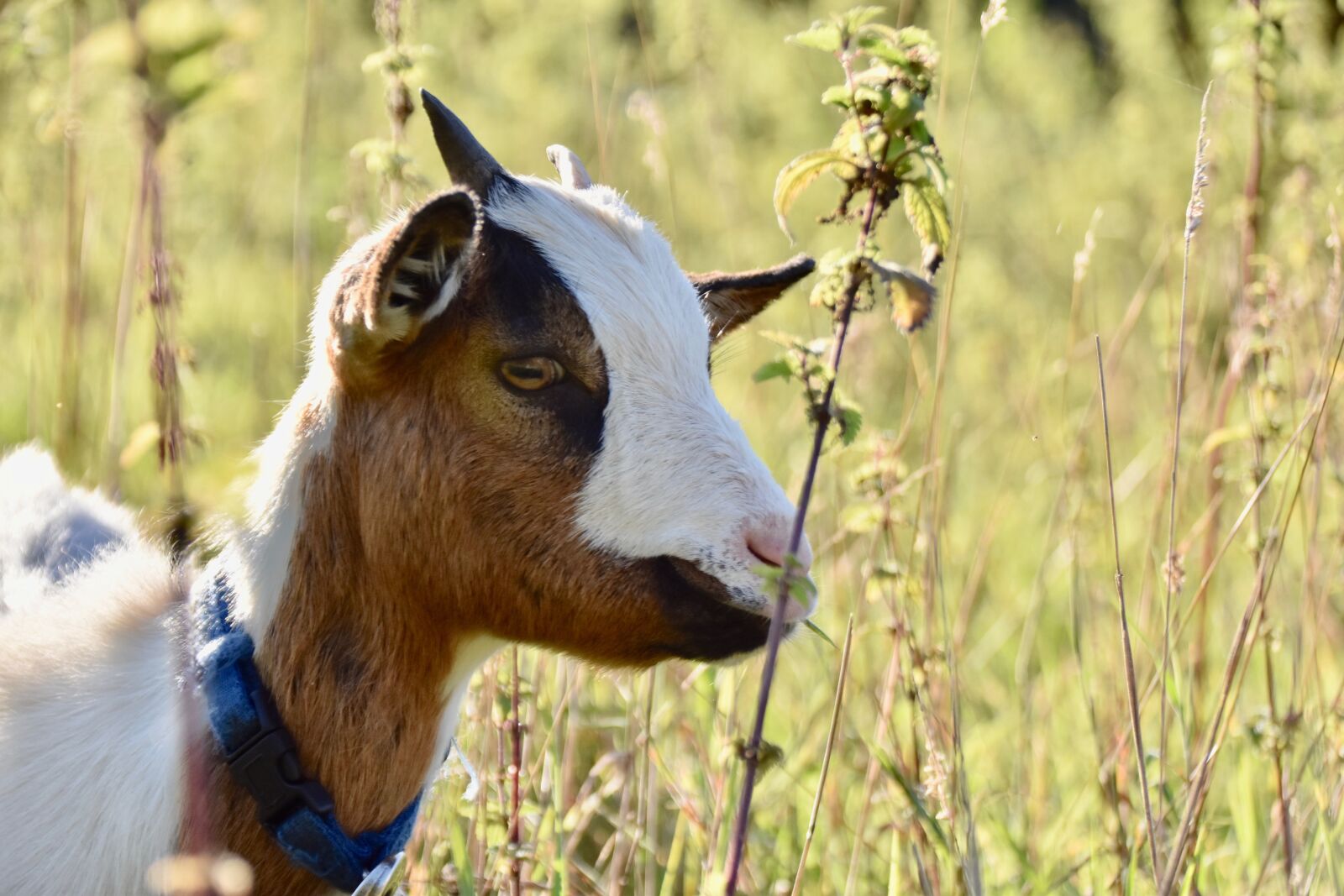 Nikon D5600 sample photo. Goat, ruminant, pasture photography