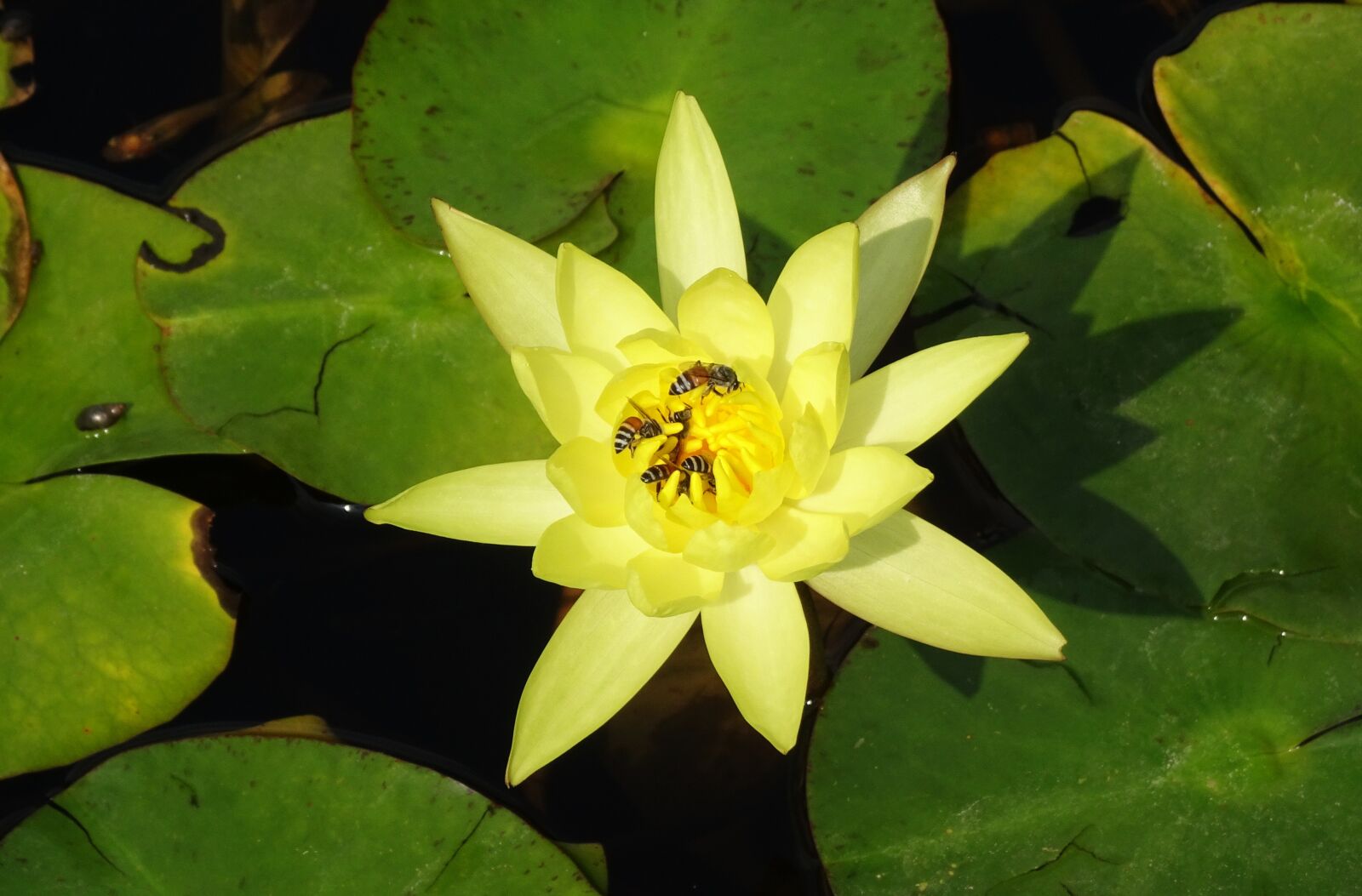 Sony Cyber-shot DSC-HX90V sample photo. Lily, flower, yellow photography