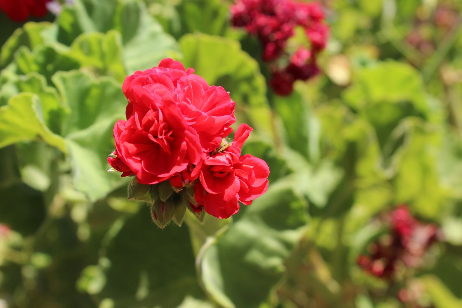 Canon EOS 600D (Rebel EOS T3i / EOS Kiss X5) sample photo. Flower, red, nature photography