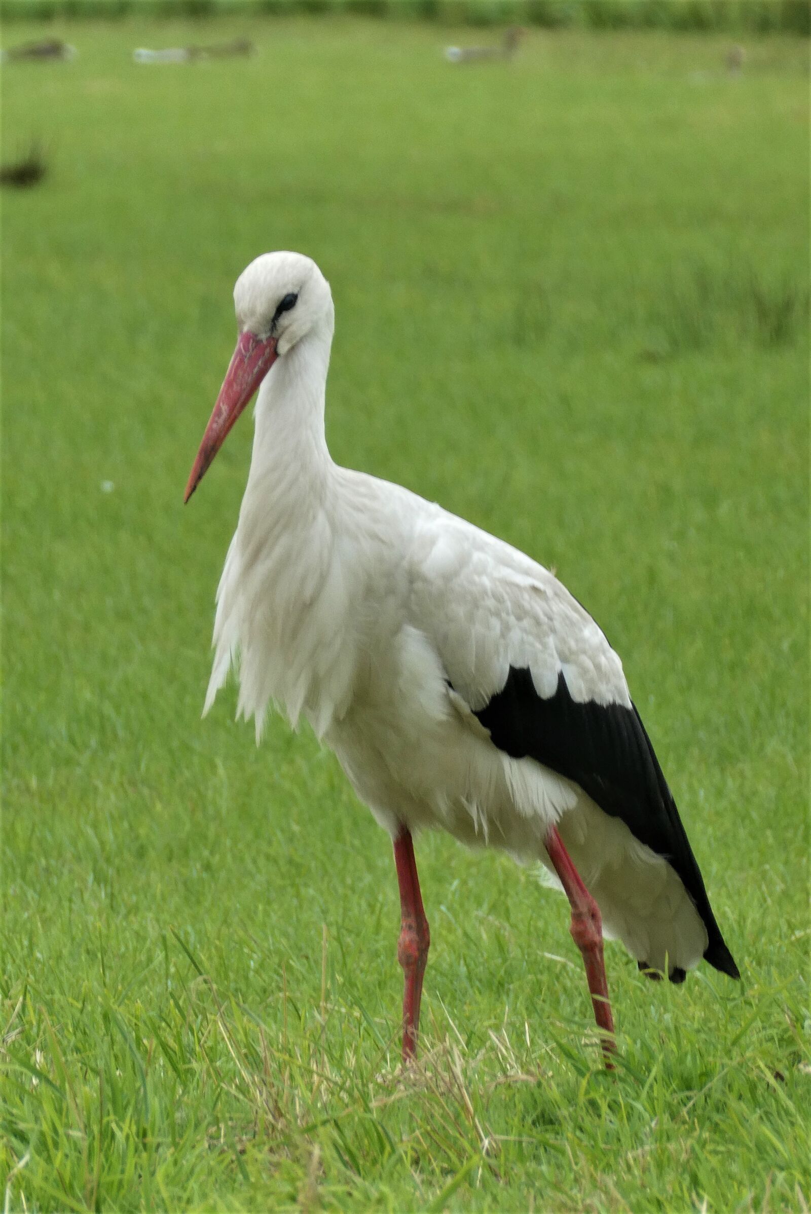 Panasonic Lumix DC-ZS70 (Lumix DC-TZ90) sample photo. Stork, meadow bird, grass photography