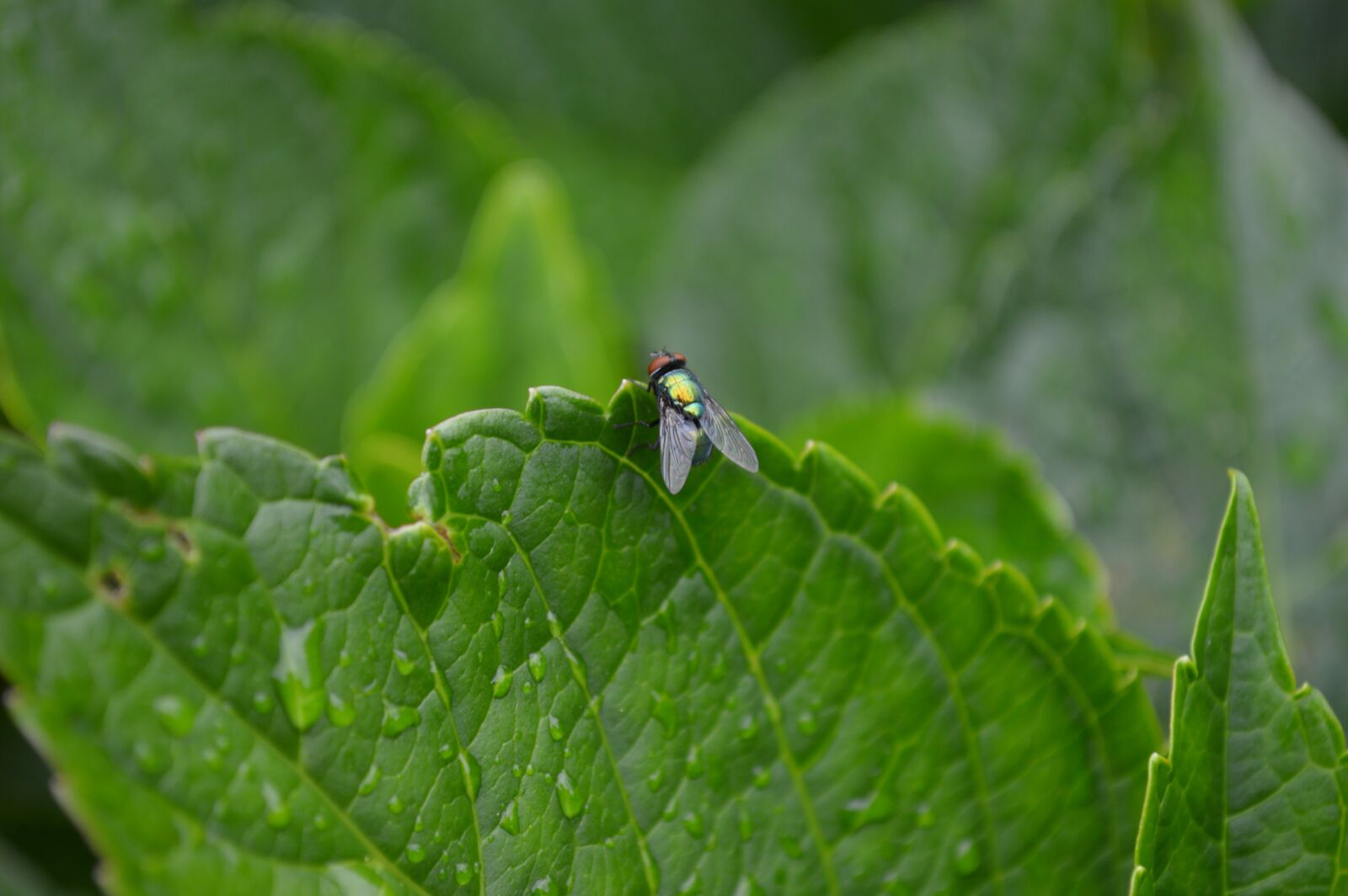Nikon D3200 sample photo. Close, up, of, damselfly photography