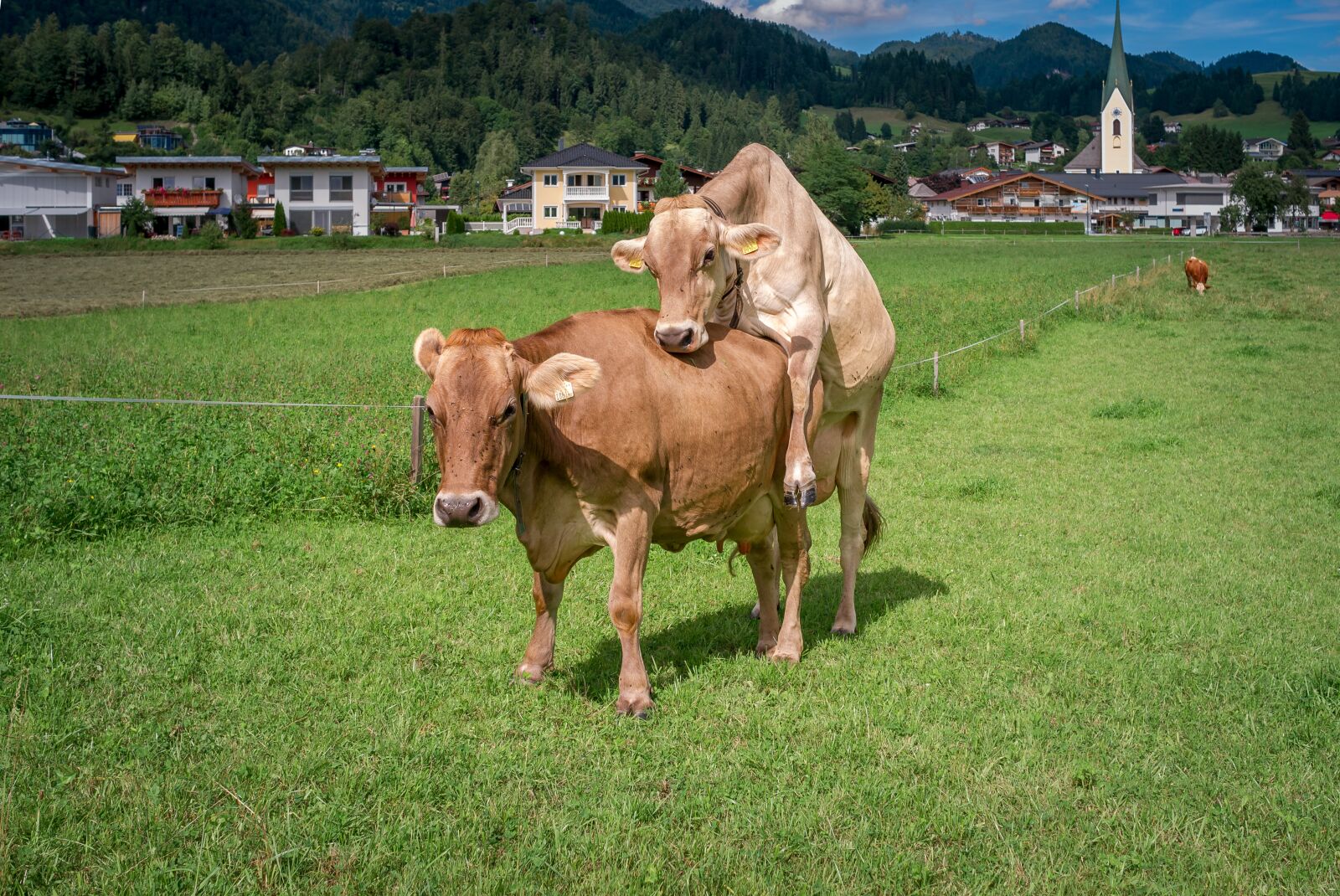 Leica X1 sample photo. Cows, switzerland, nature photography