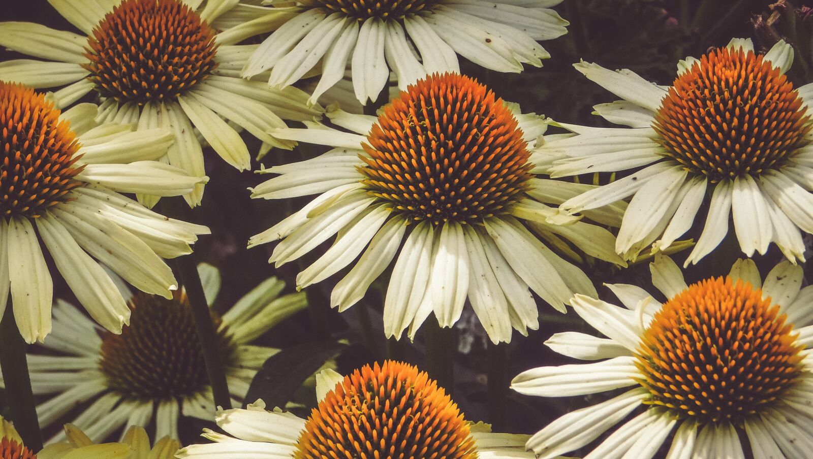 Nikon Coolpix L840 sample photo. Nature, floral, daisies photography