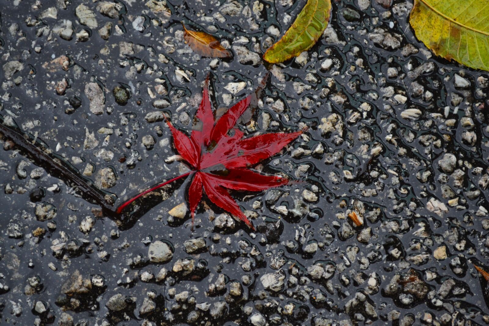 Nikon D3100 sample photo. Autumn, red, leaves photography